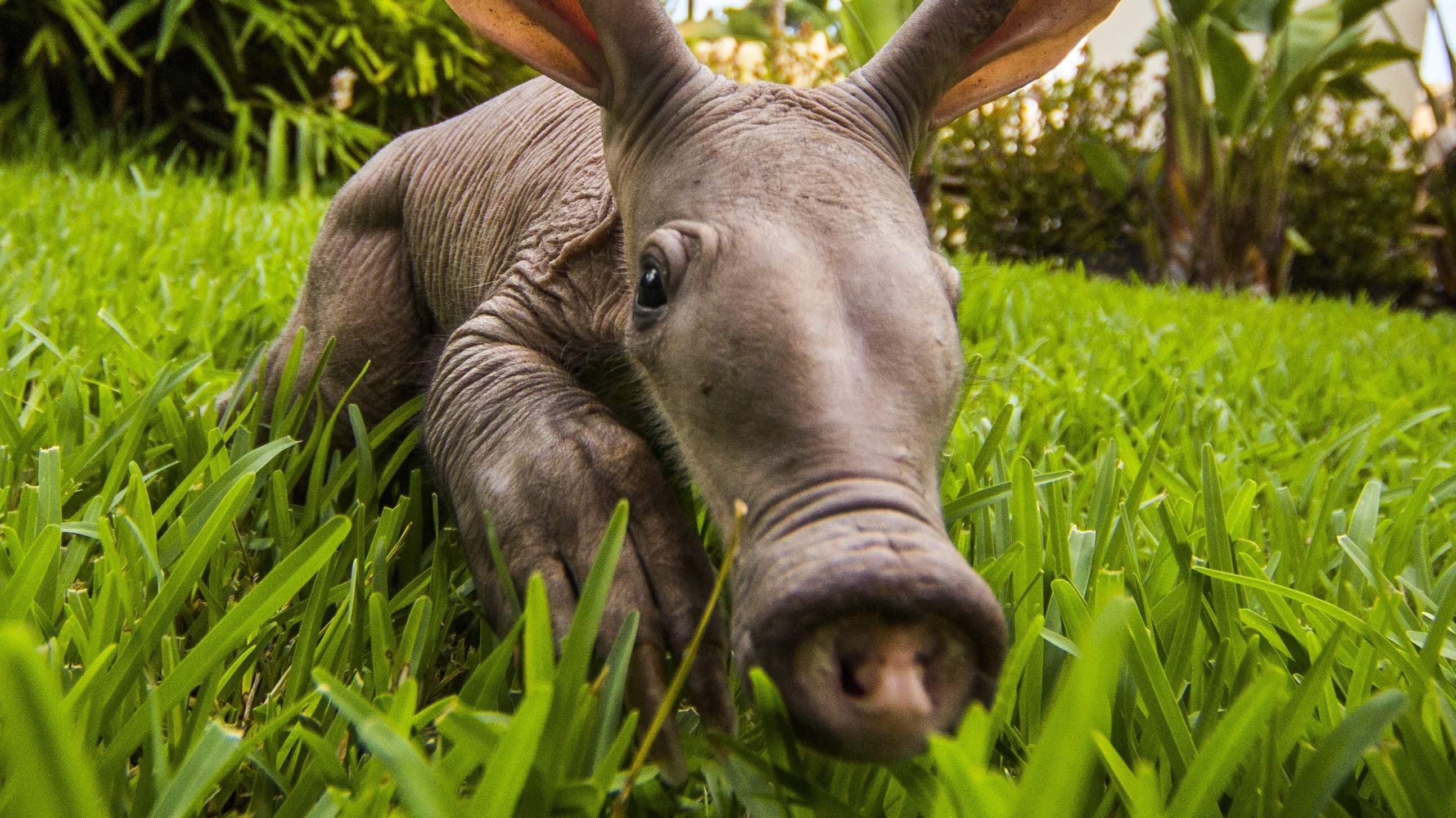 Aardvark HD Wallpaper and Background Image
