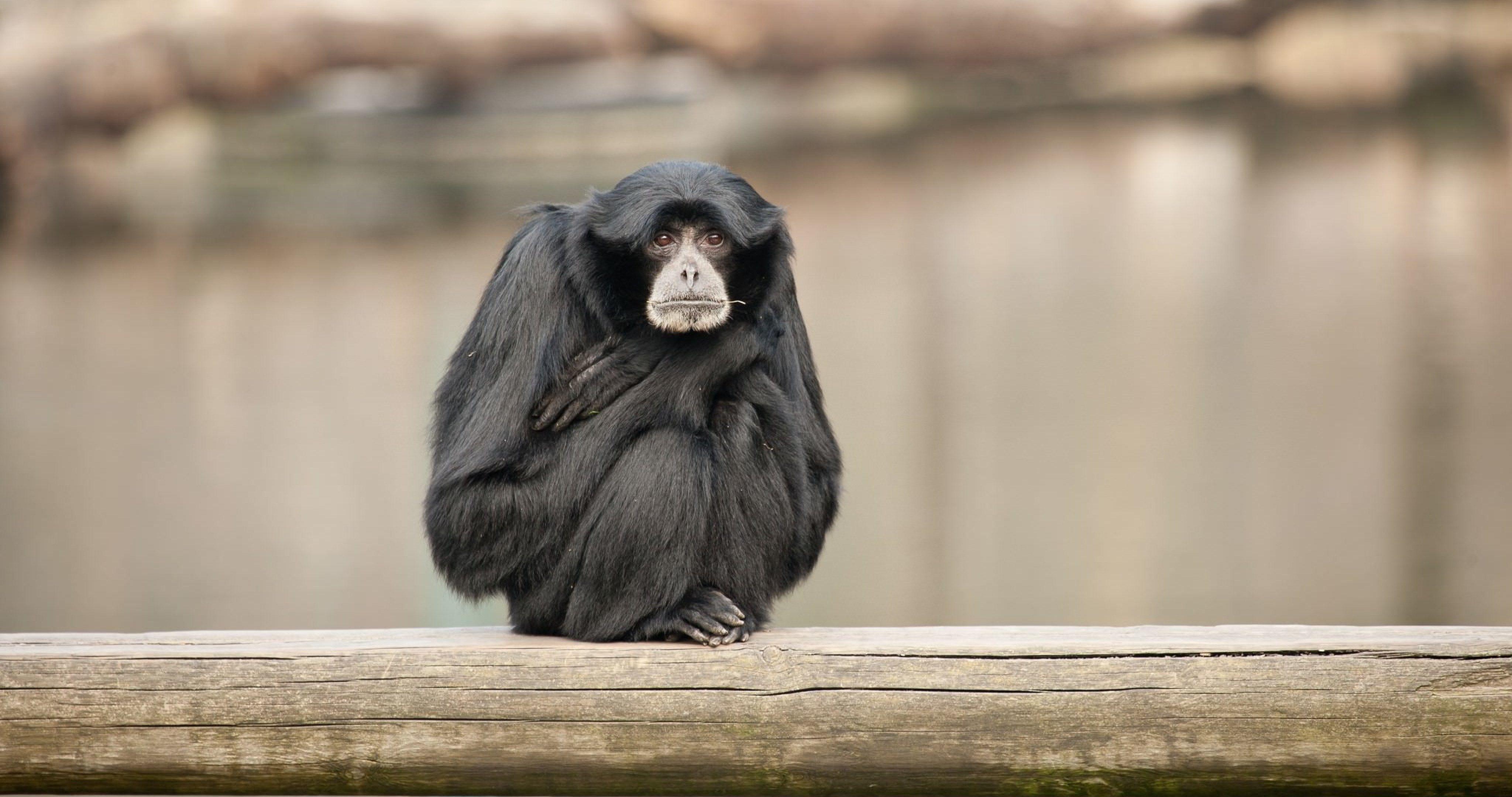 Siamang Wallpapers Wallpaper Cave