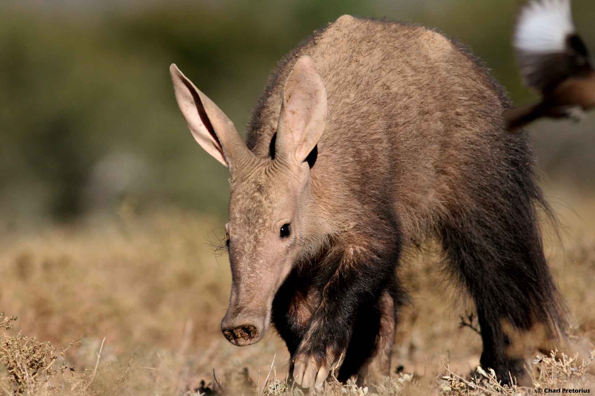 Aardvark Wallpapers - Wallpaper Cave