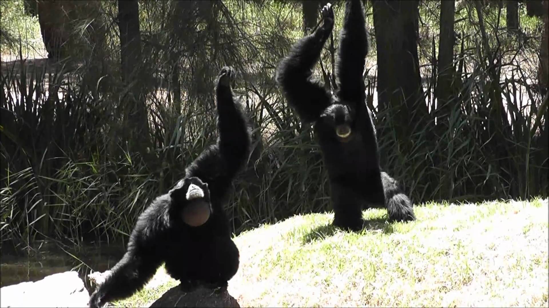 Siamang Gibbons at Dubbo Zoo