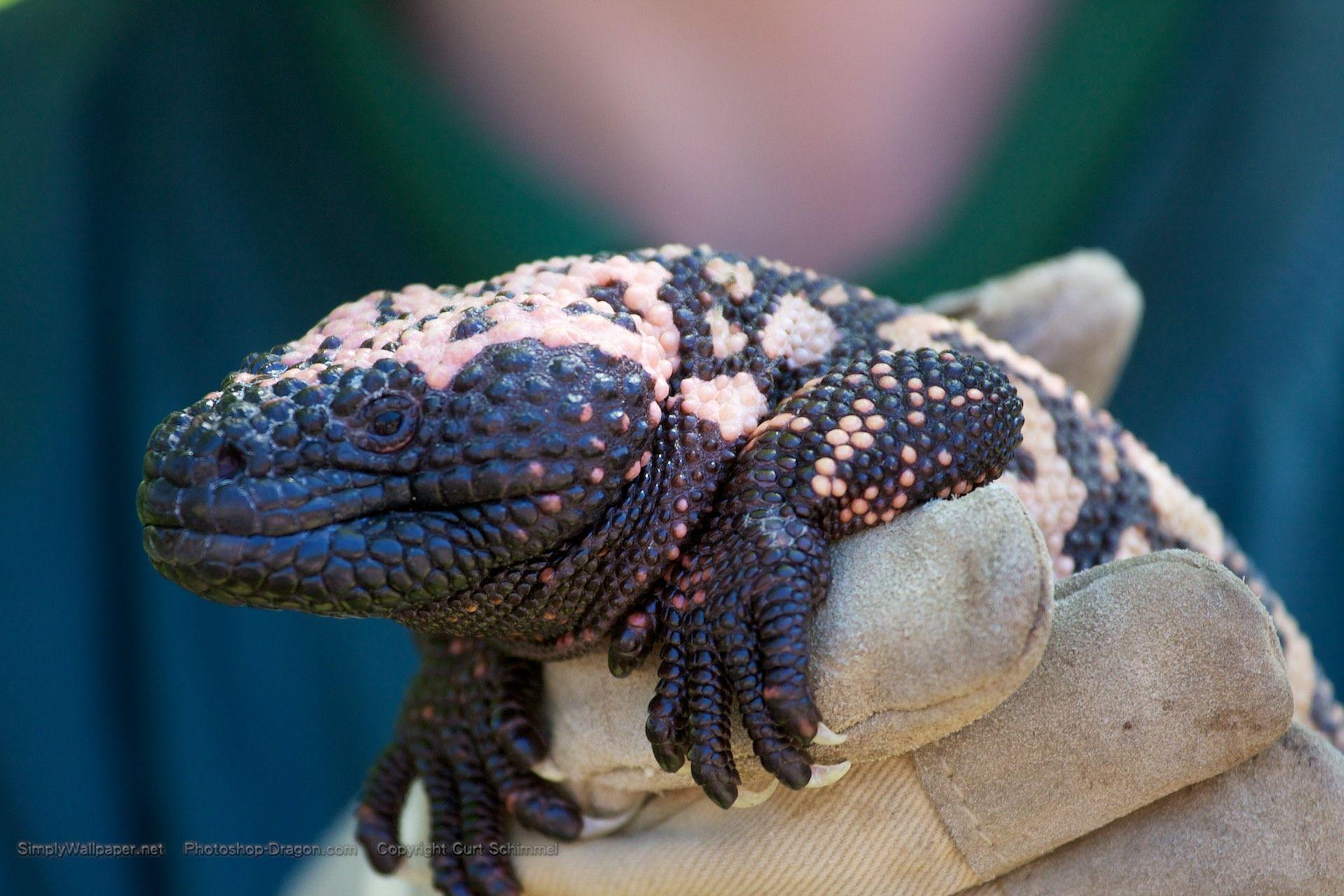Gila Monster Wallpapers - Wallpaper Cave