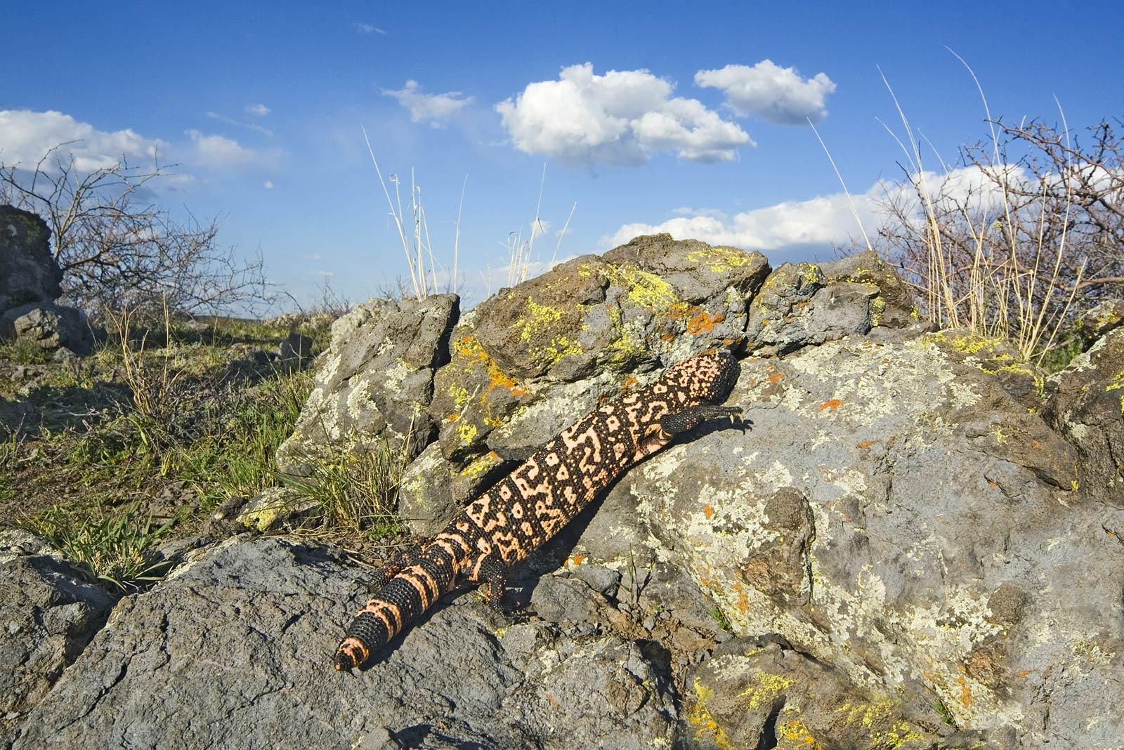 Free Gila monster Wallpaper download