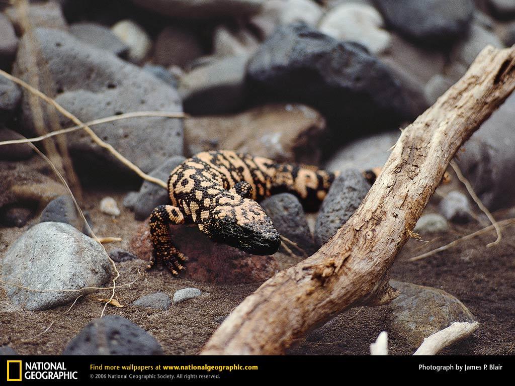 Gila Monster Wallpapers - Wallpaper Cave