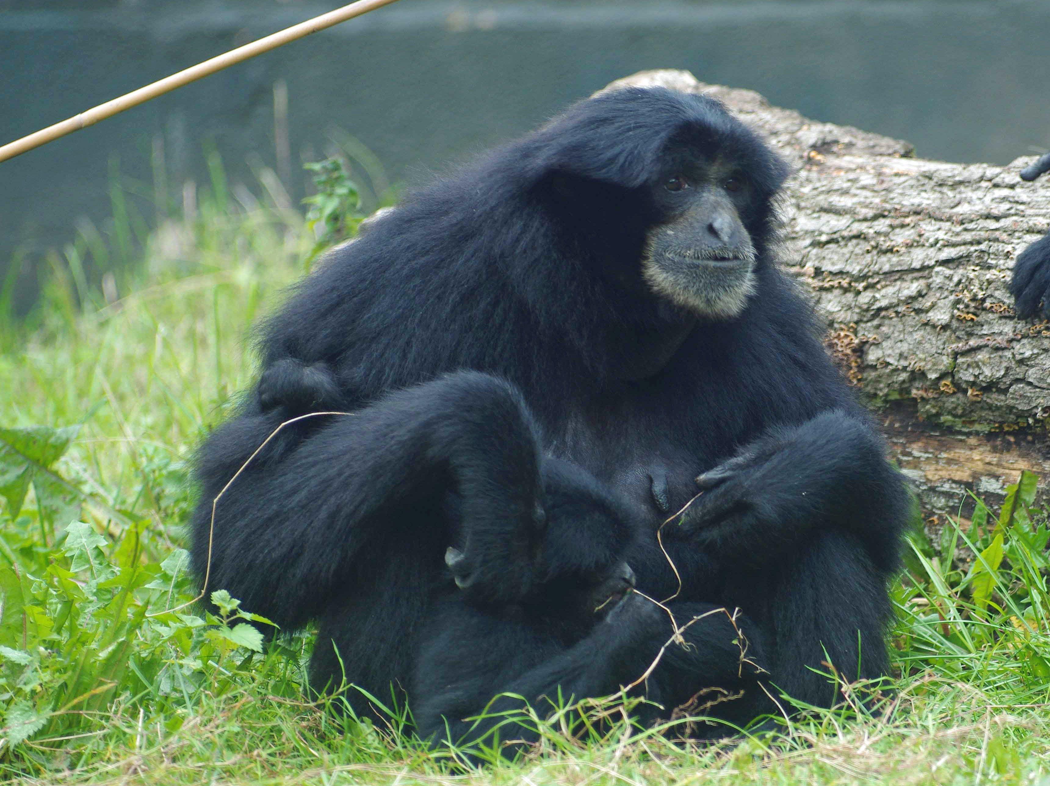 Siamang Facts, History, Useful Information and Amazing Picture