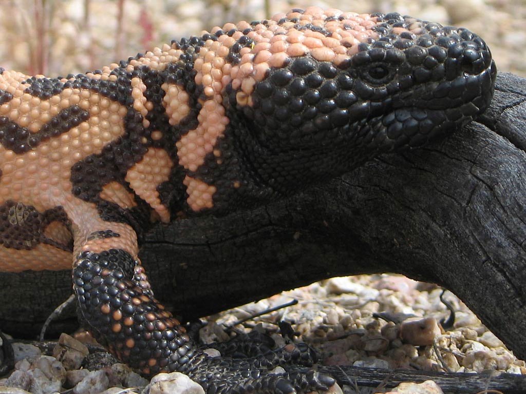 Gila monster Desktop and Mobile Wallpaper