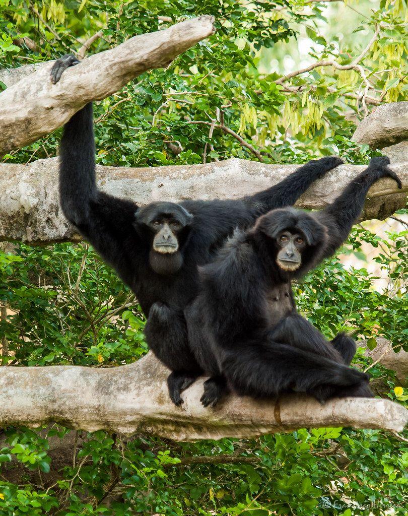 Siamang Gibbon. Animal. Primate and Animal