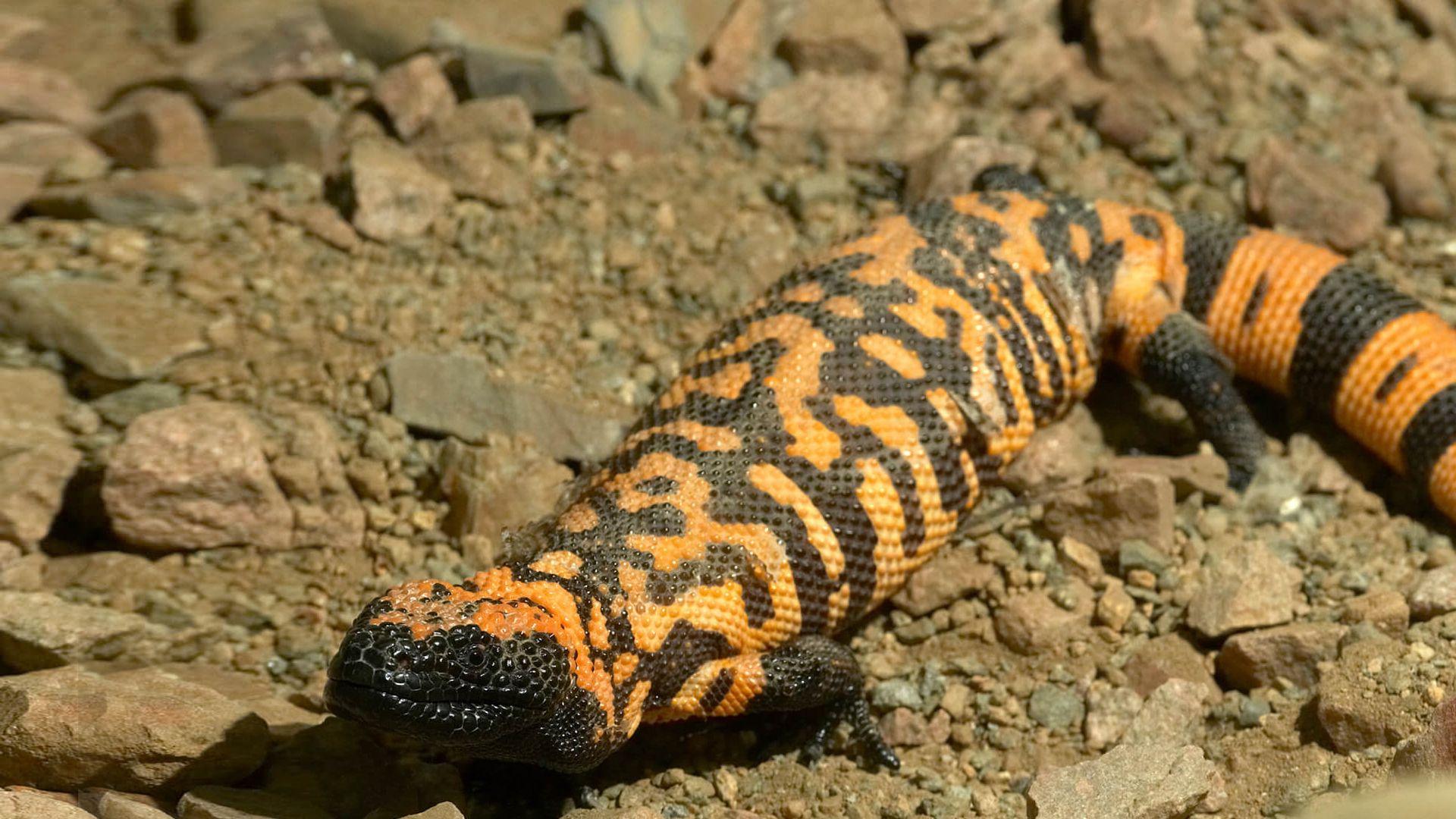 Gila Monster Wallpapers Wallpaper Cave