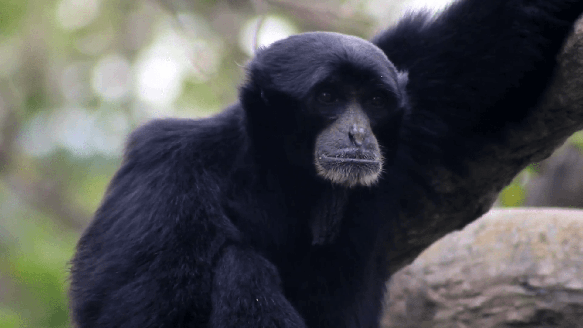 A Siamang Gibbon monkey's neck swells as he lets out a howl Stock