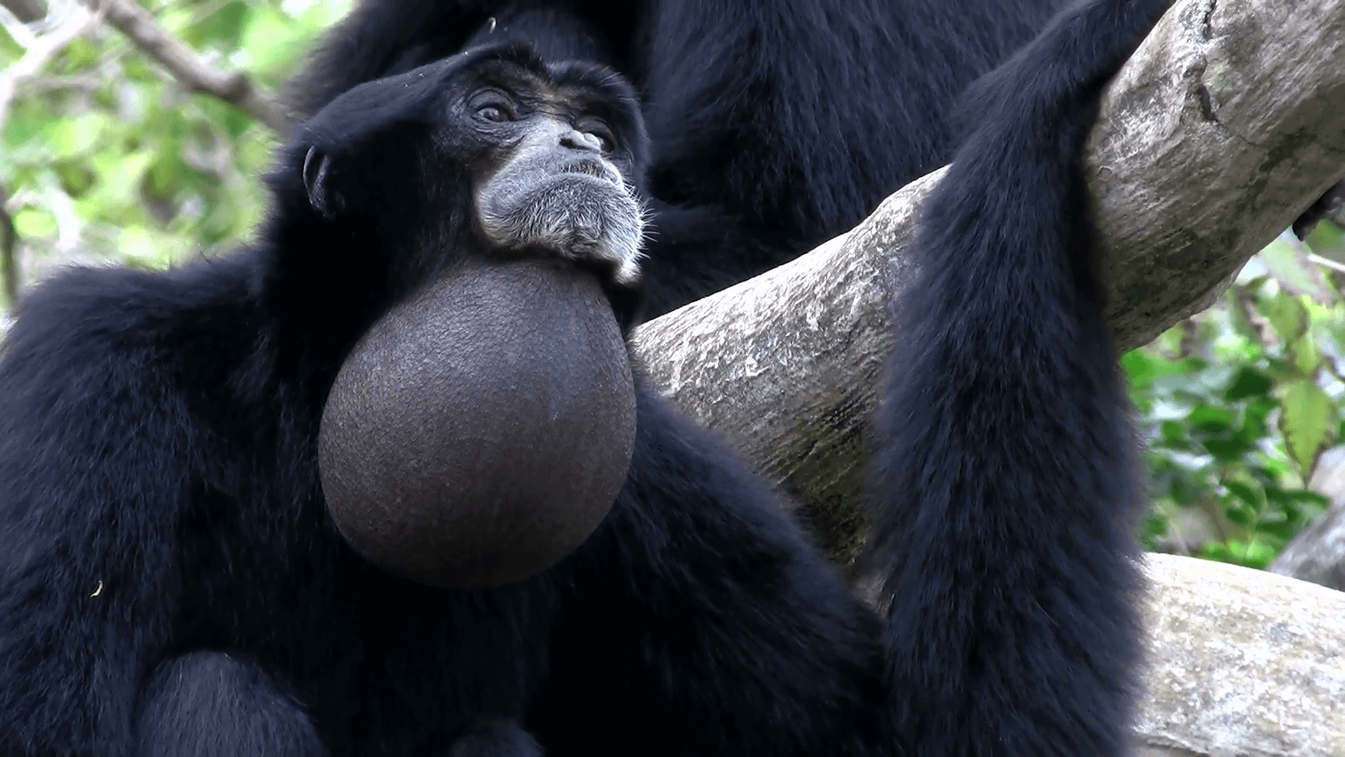 A siamang gibbon from Indonesia hangs in a tree and inflates his