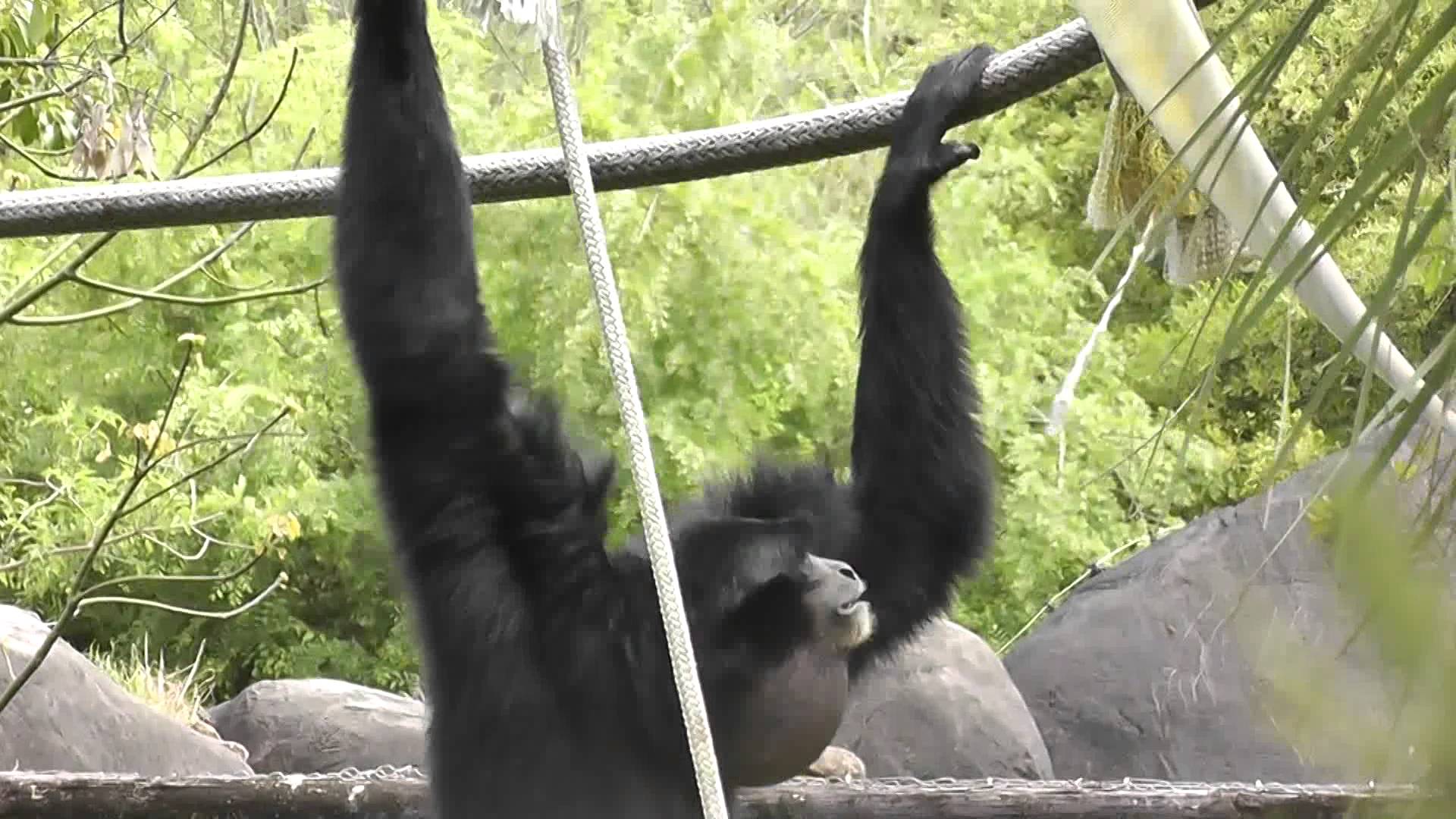 Siamang calling