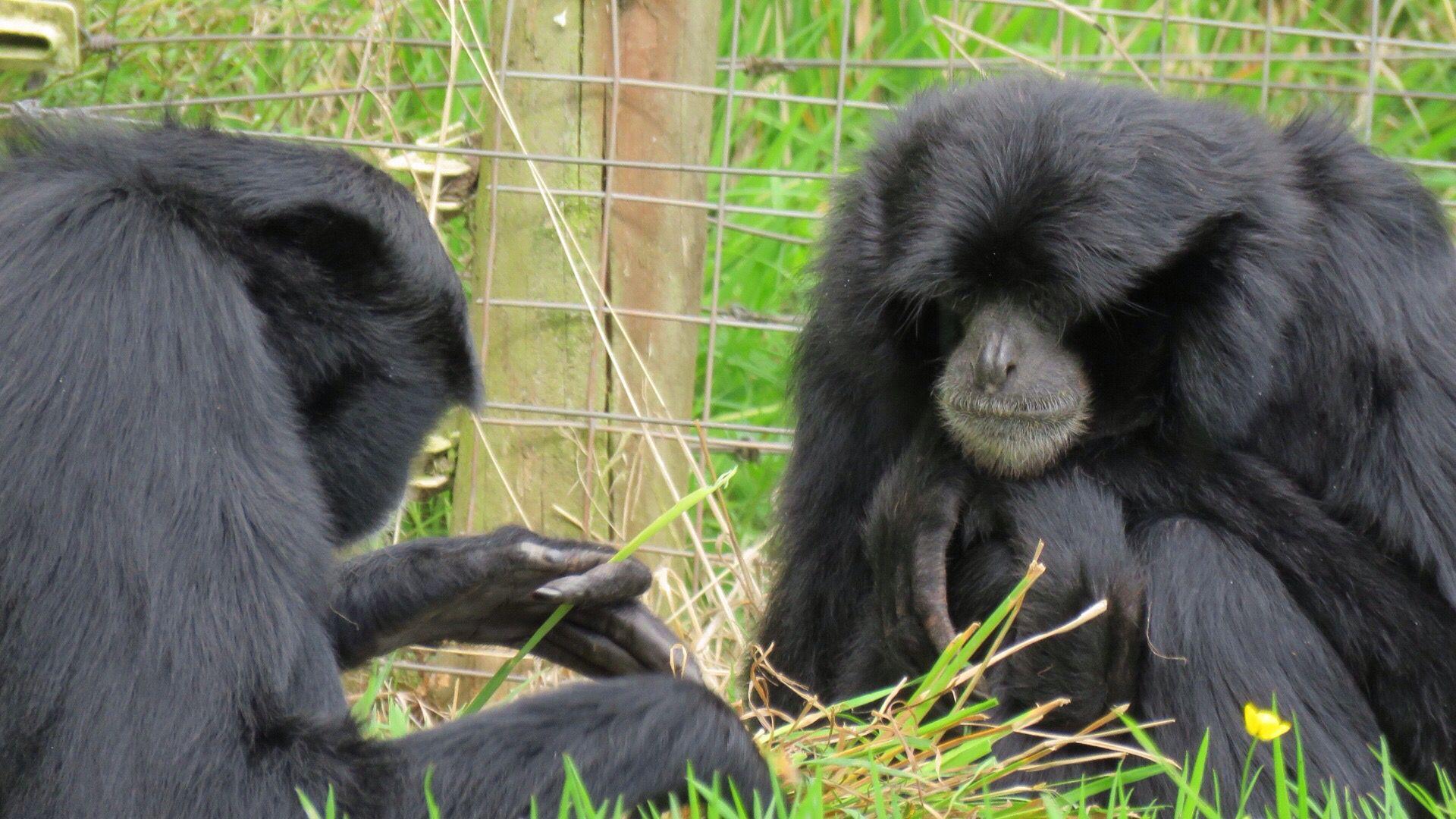 Siamang. ❤️Apes Hominoidea Chimpanzees Gibbons Gorillas Orangutan