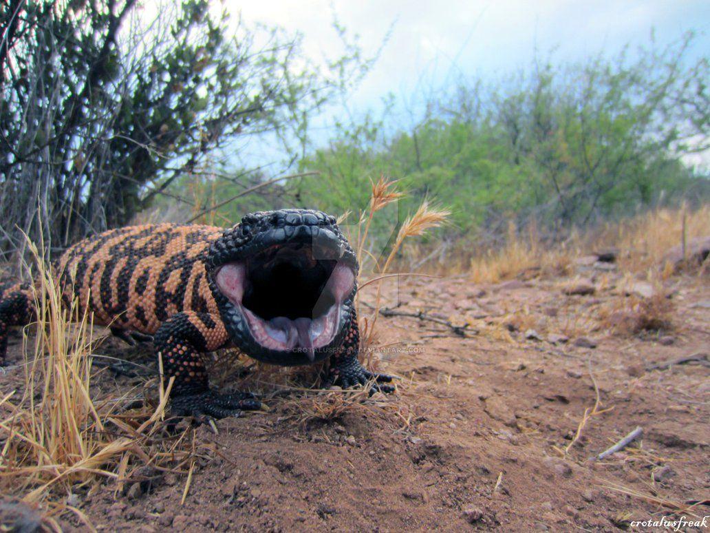 Gila Monster Wallpapers - Wallpaper Cave