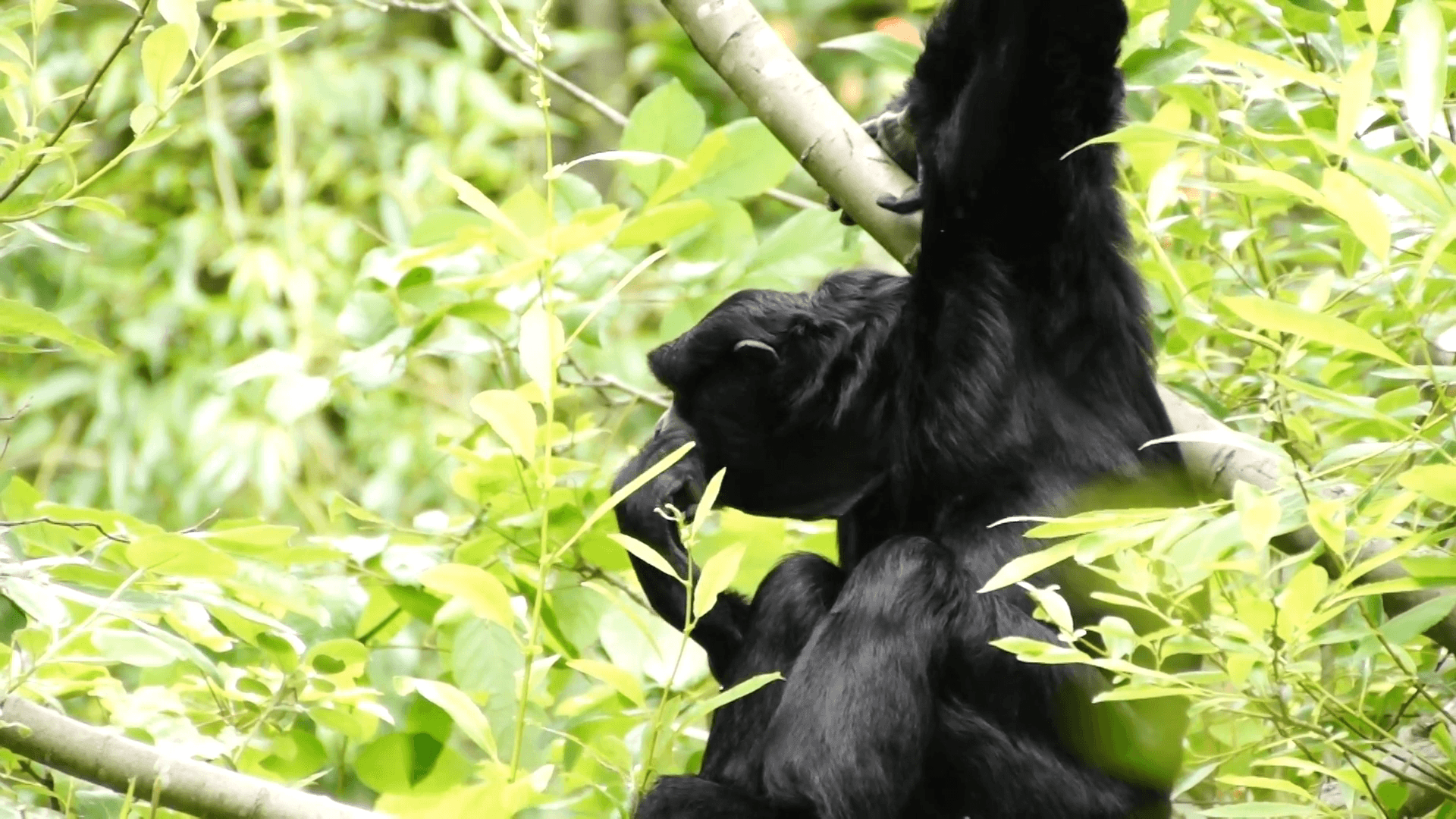 Siamang ( Hylobates syndactylus ) picks leaves for lunch; arboreal