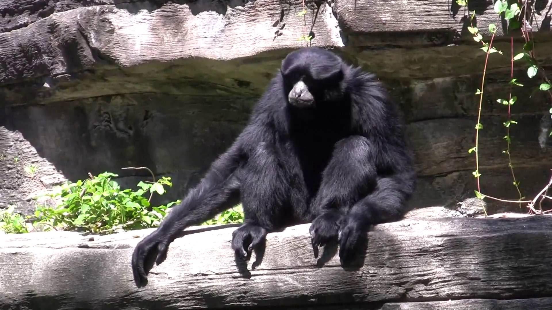 Riverbanks Zoo, SC. 2 Gibbons + Galapagos