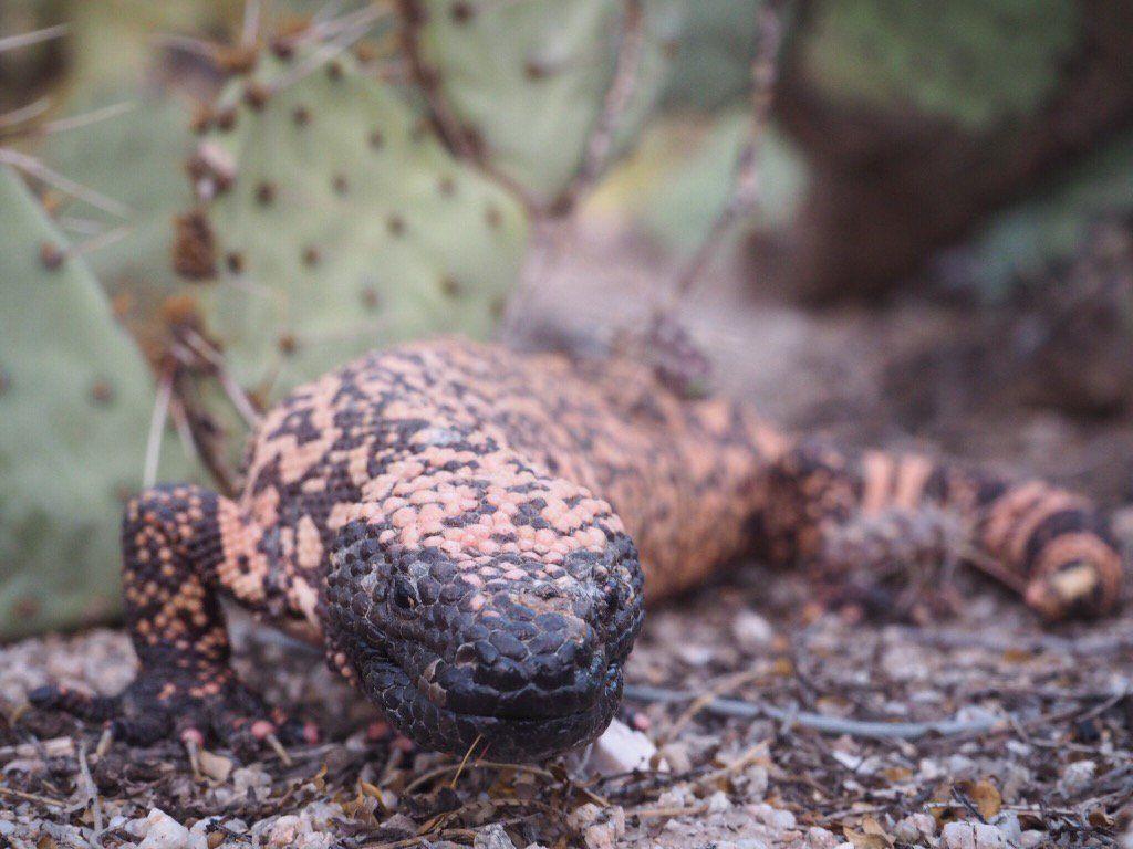 Gila Monster Wallpapers - Wallpaper Cave