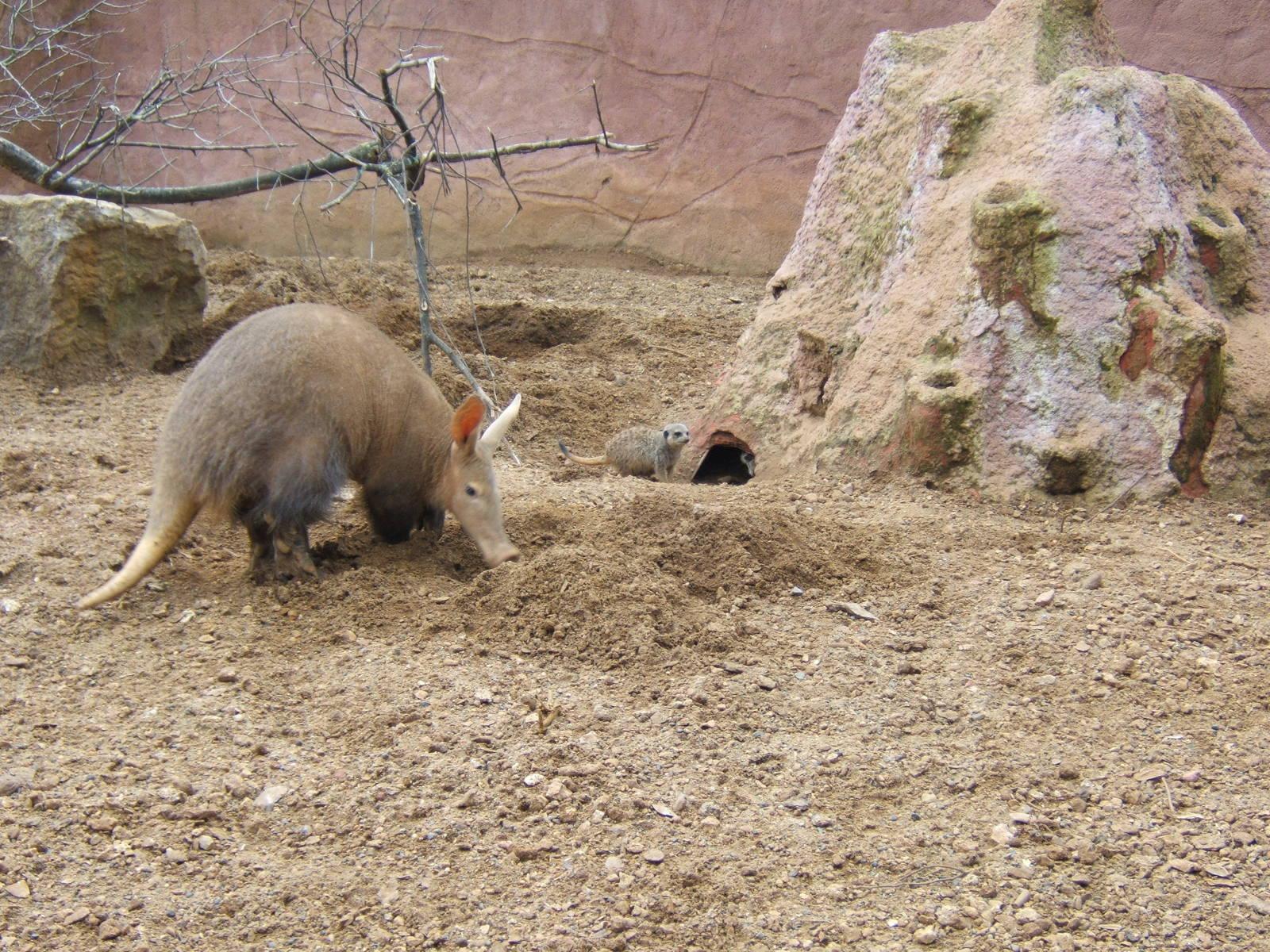 Aardvark Wallpaper Animal Spot