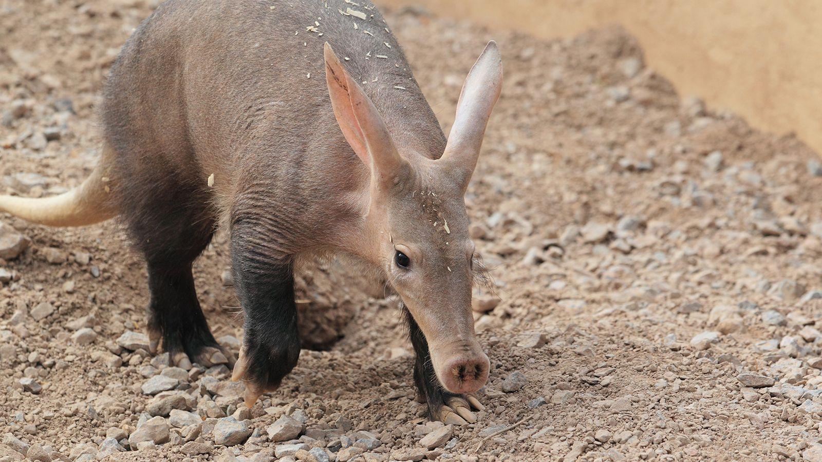 Aardvark Wallpaper Animal Spot