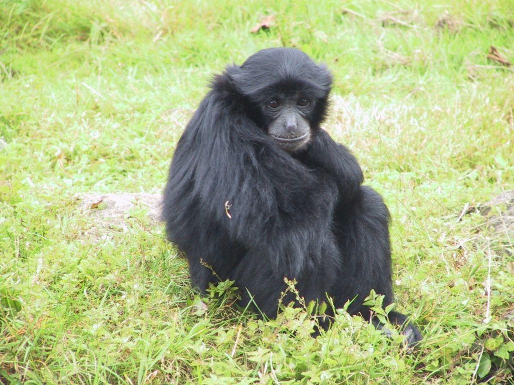A Siamang Gibbon at Fota Wildlife Park. Siamang Gibbon