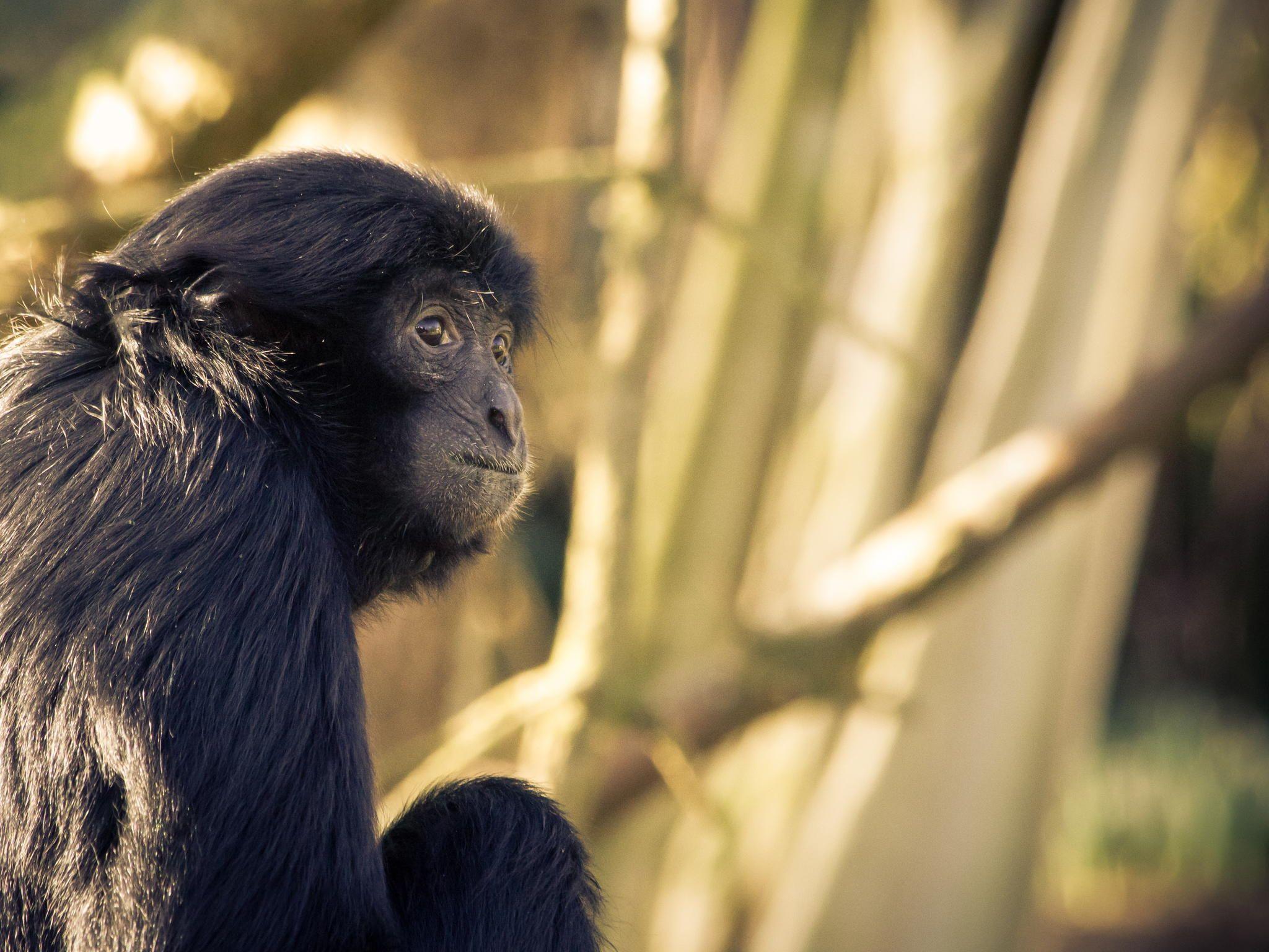Siamang by mel anie on 500px. <3 Science & Nature