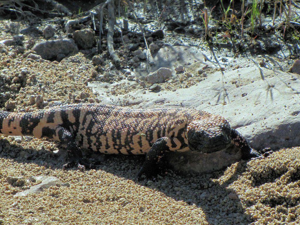 Gila Monster, Photo, Diagrams & Topos