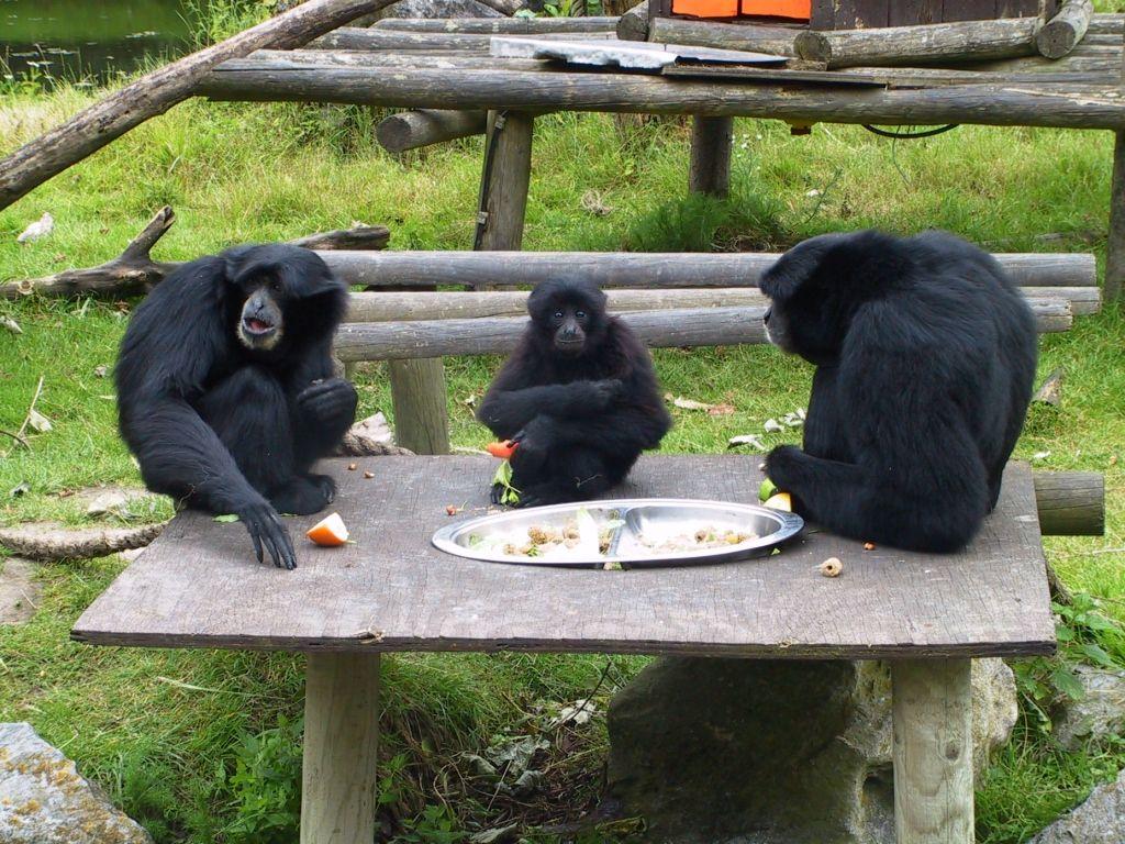 Siamang Gibbons eating at Fota Wildlife Park. Siamang Gibbon