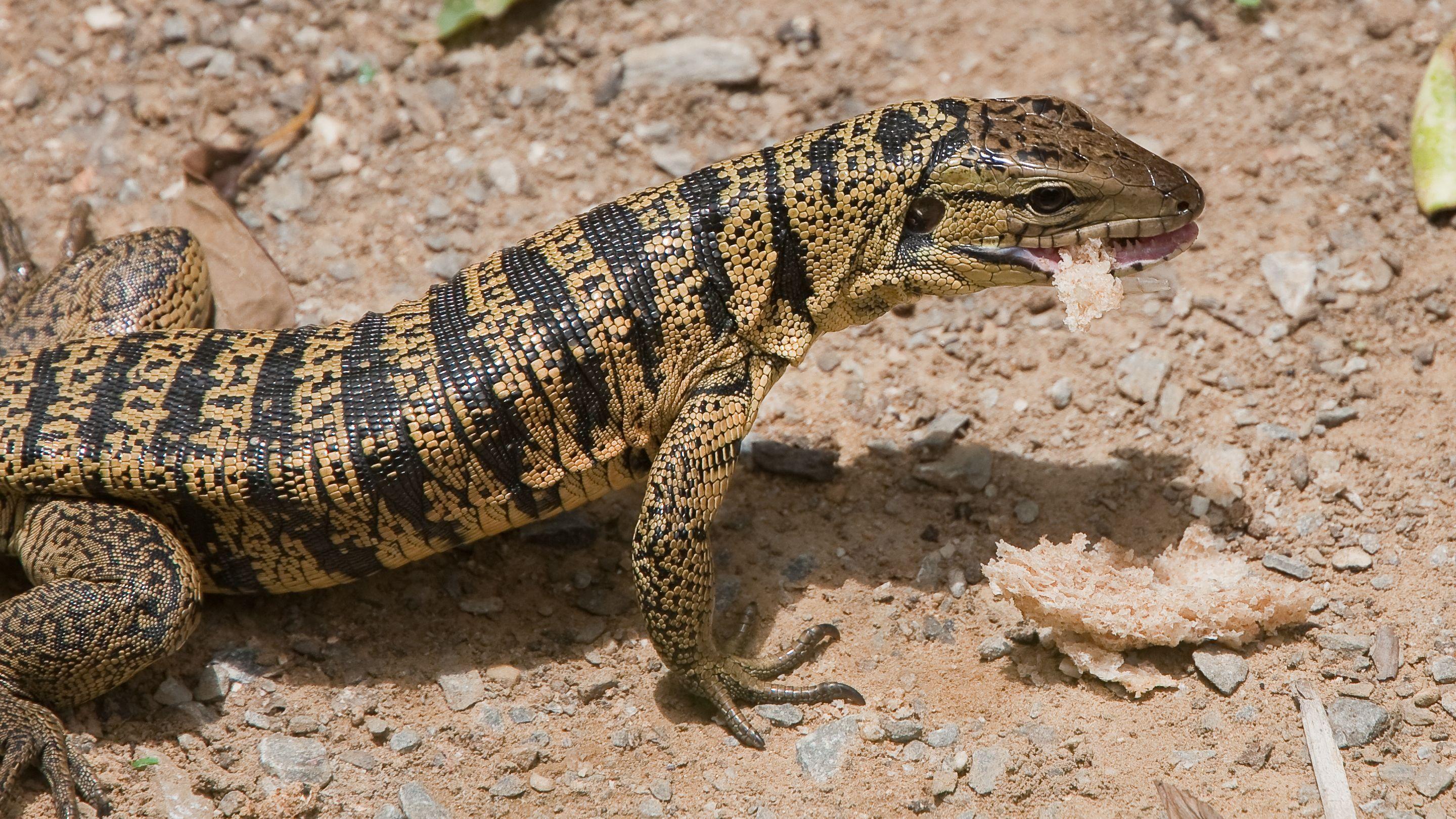 Gila Monster Wallpapers - Wallpaper Cave