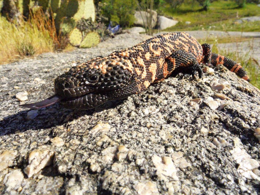 Gila Monster- Mtbr.com