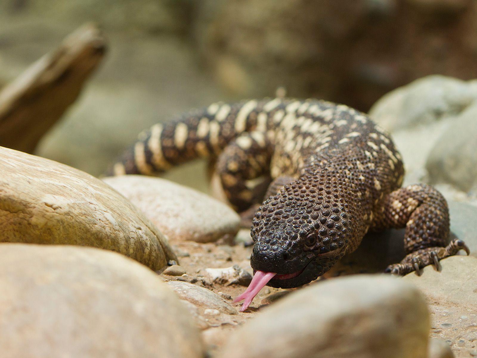 Gila Monster Wallpapers - Wallpaper Cave