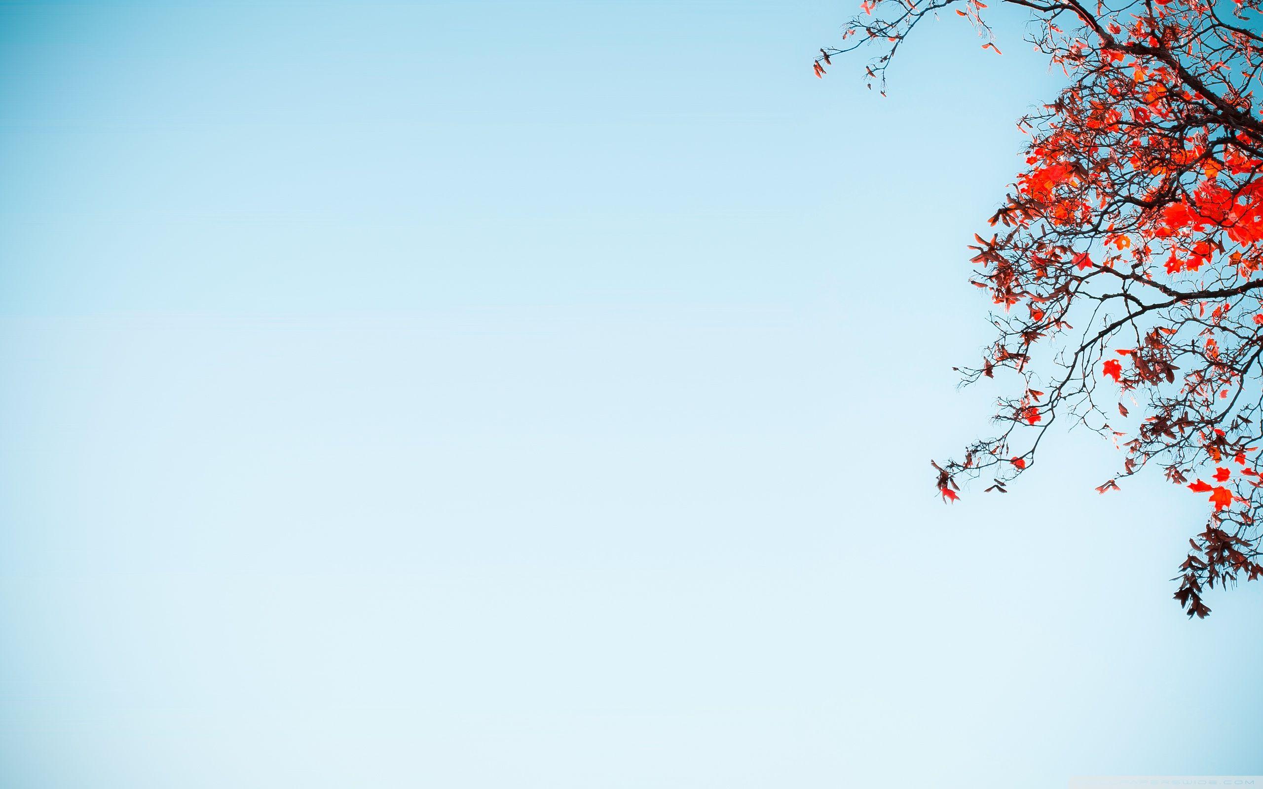 Red Tree Against A Blue Sky ❤ 4K HD Desktop Wallpaper for 4K Ultra
