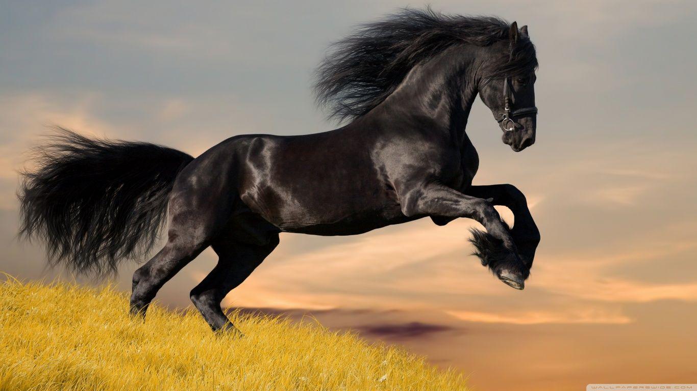 Black Horse ❤ 4K HD Desktop Wallpaper for 4K Ultra HD TV • Wide