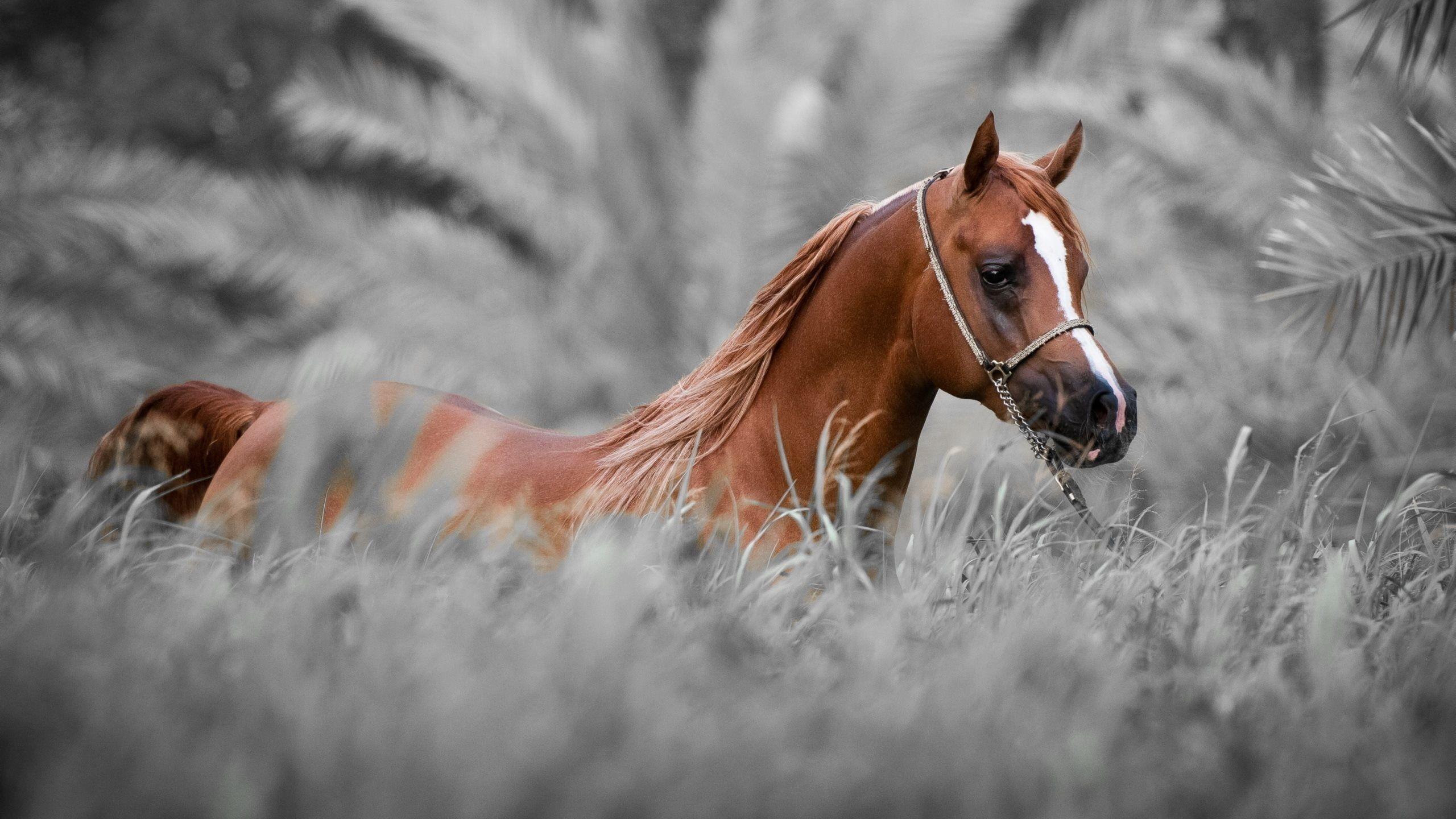Horse Wallpaper For Windows #nVm. Animals in 2019