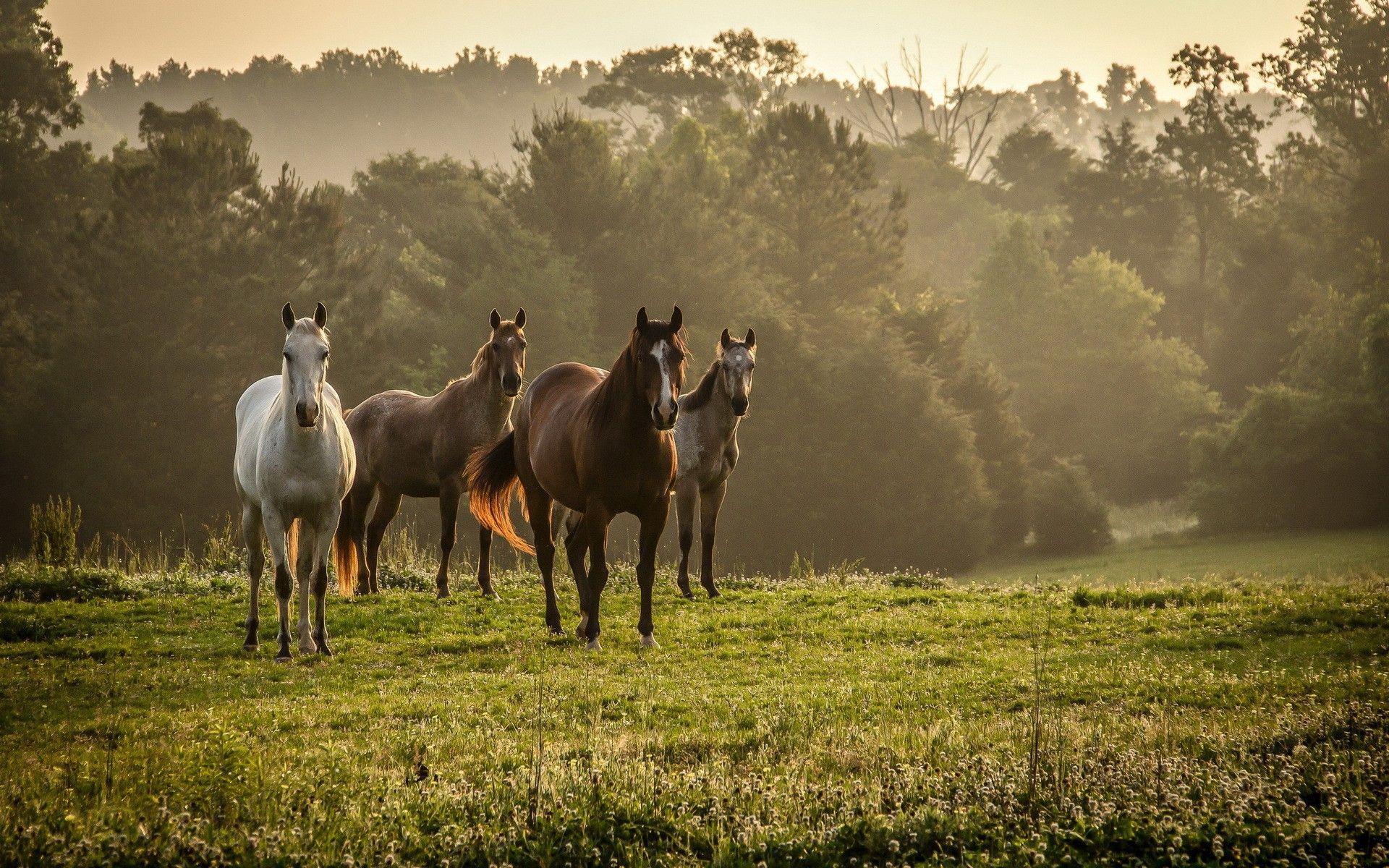 Daily Wallpaper: Horses in the Wilderness. I Like To Waste My Time