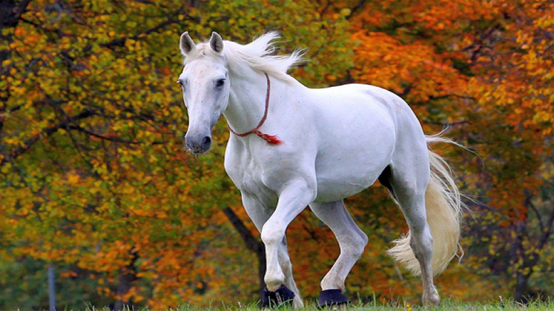 White Horse. HD Desktop Background