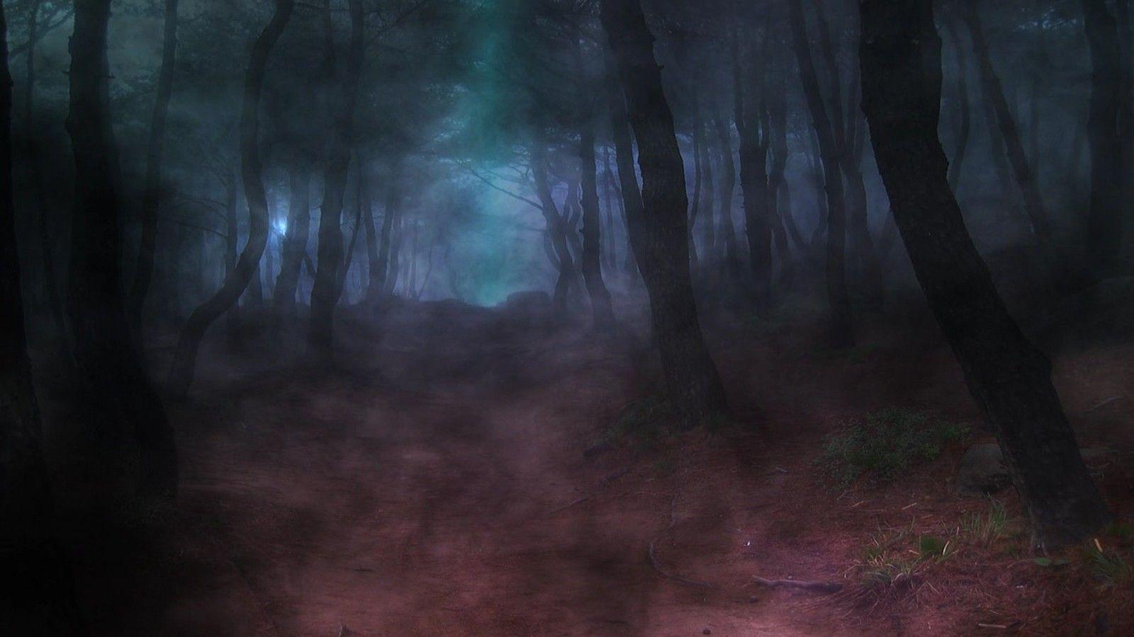 Dark wood forests paths wallpaperx900