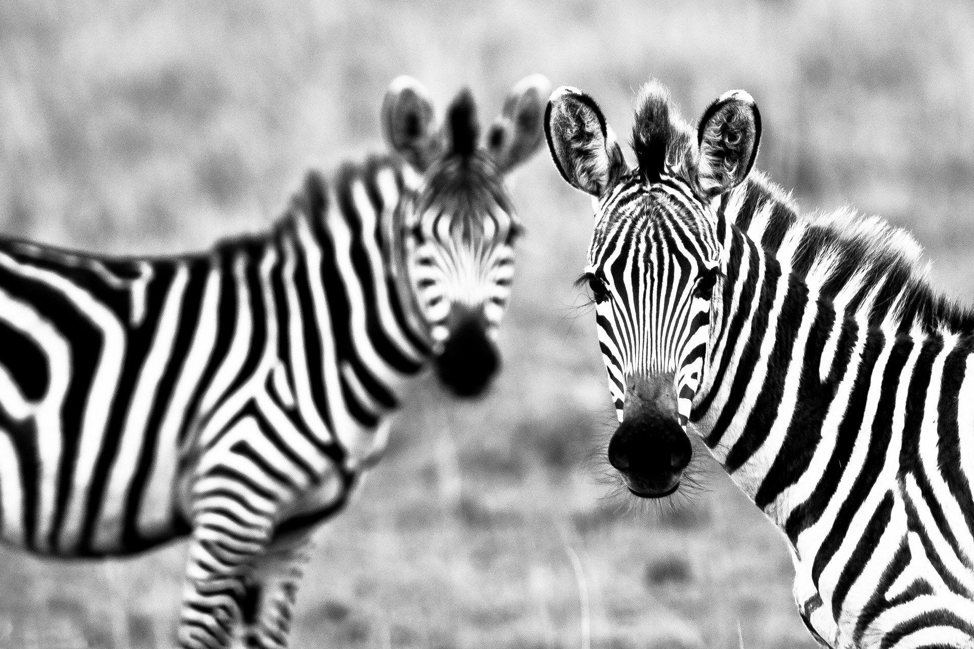 zebra wallpaper HD free download. ololoshenka. Zebra