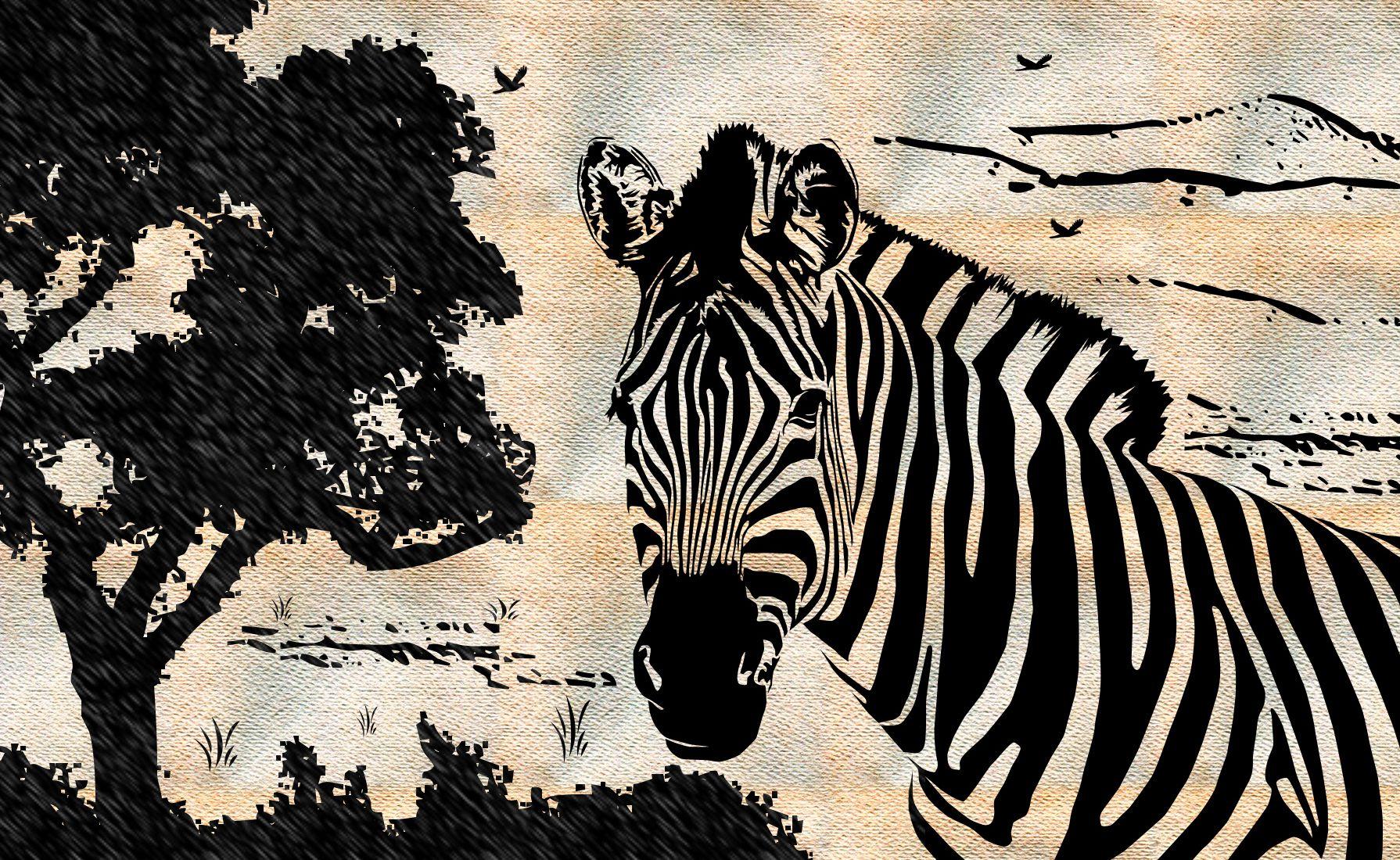 Zebras image Zebra HD wallpaper and background photo