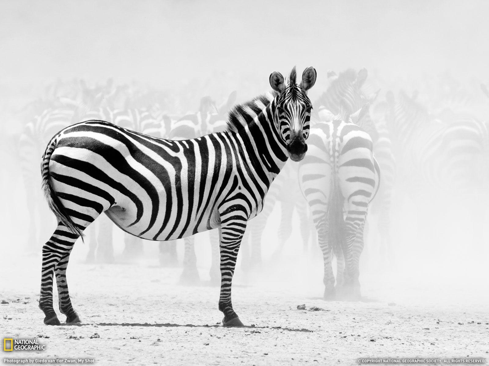 Black and white zebra wallpaper download
