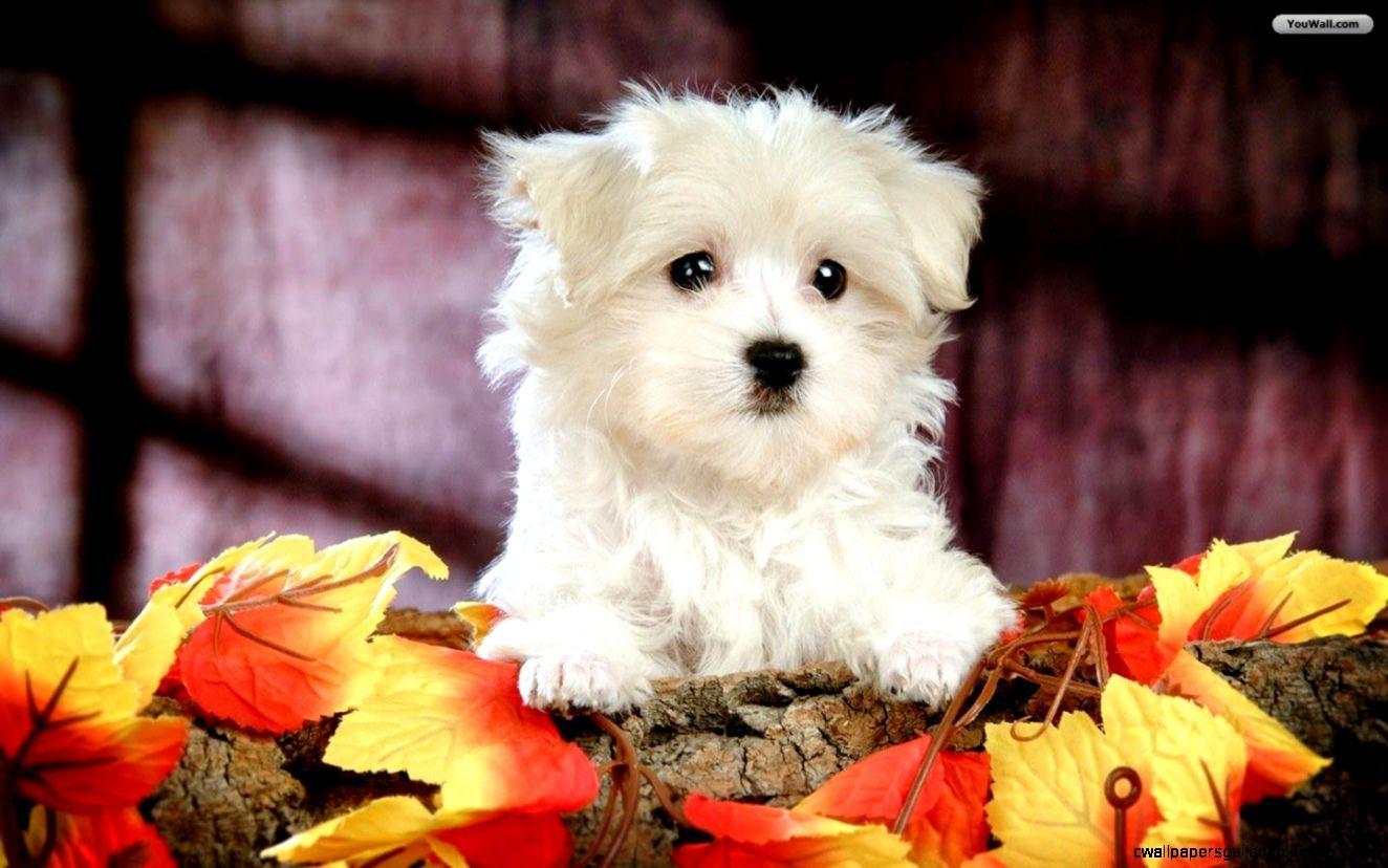 Cute White Dogs Wallpaper