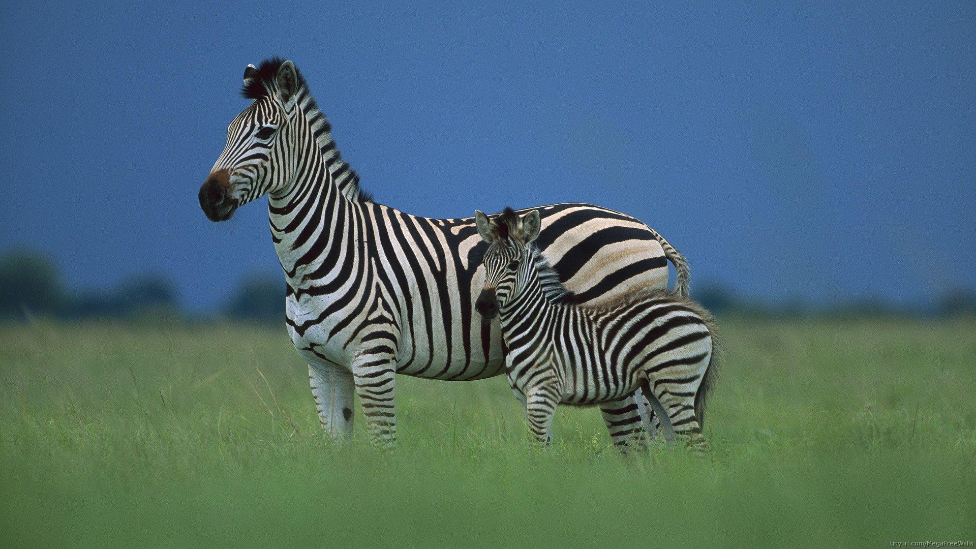 Zebra And Her Baby Wallpaper IPhone Wallpaper