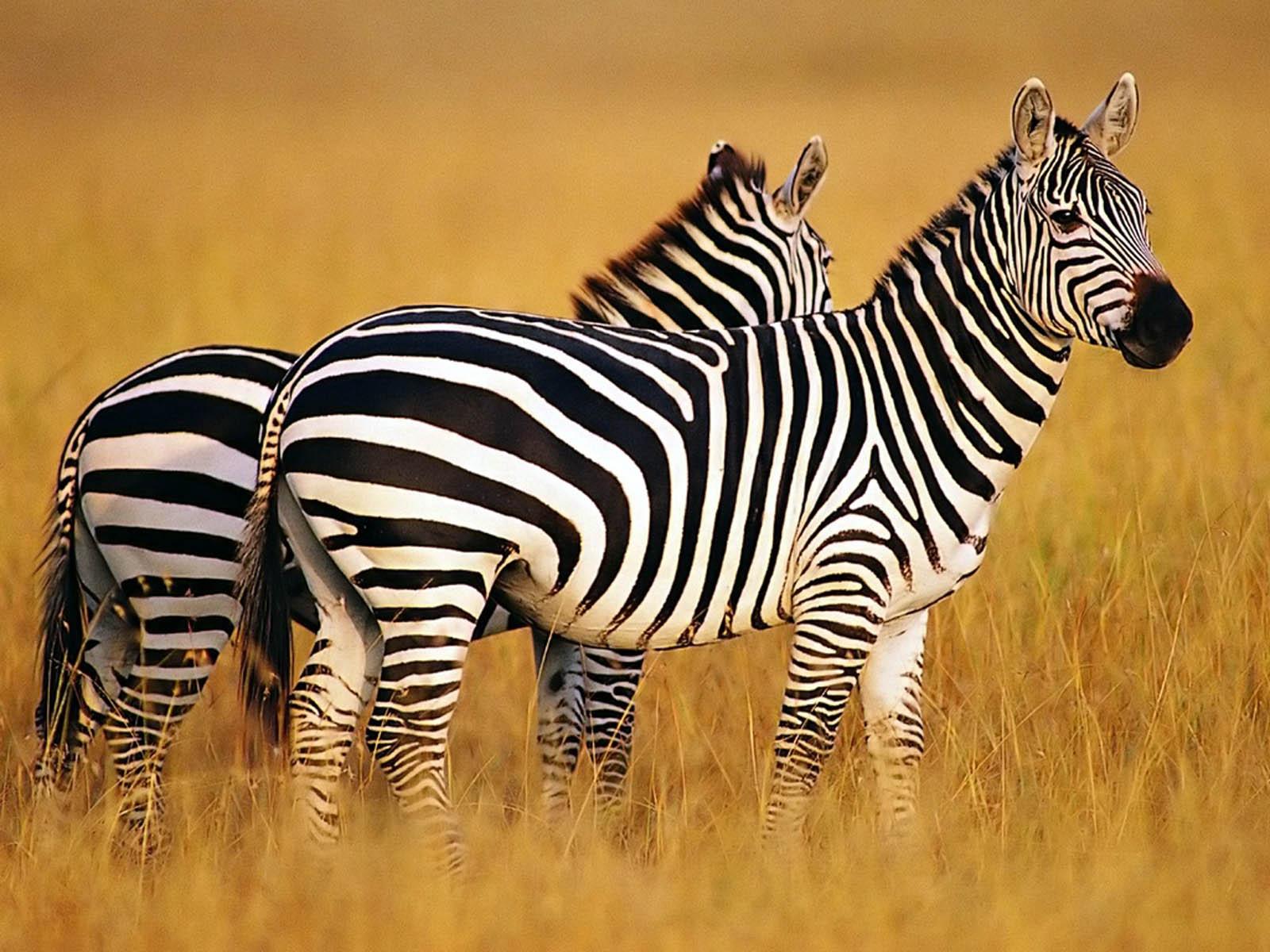 wallpaper: Zebra Wallpaper