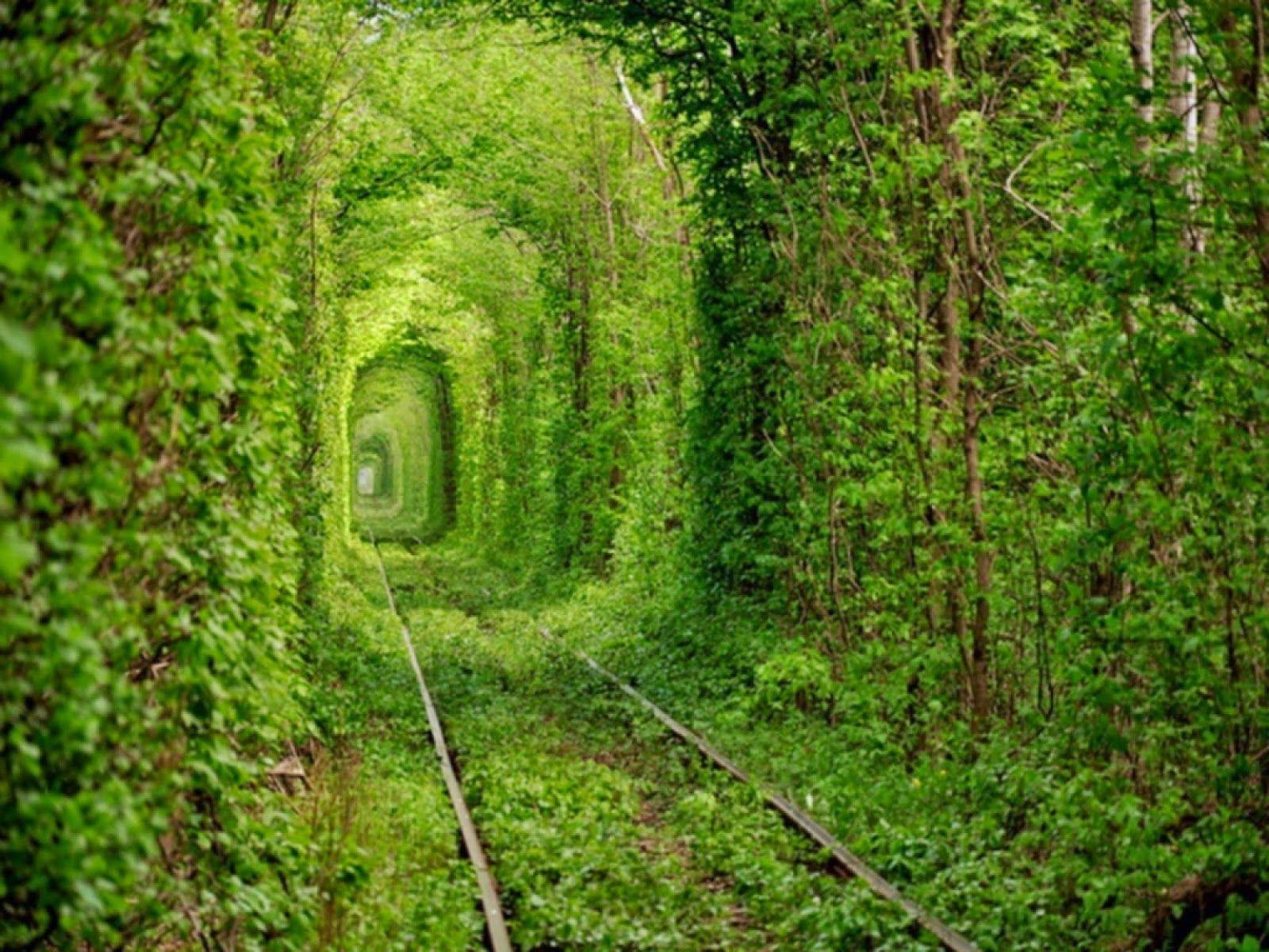 Download Tunnel Of Love Natural Green Travel Wallpaper For Desktop