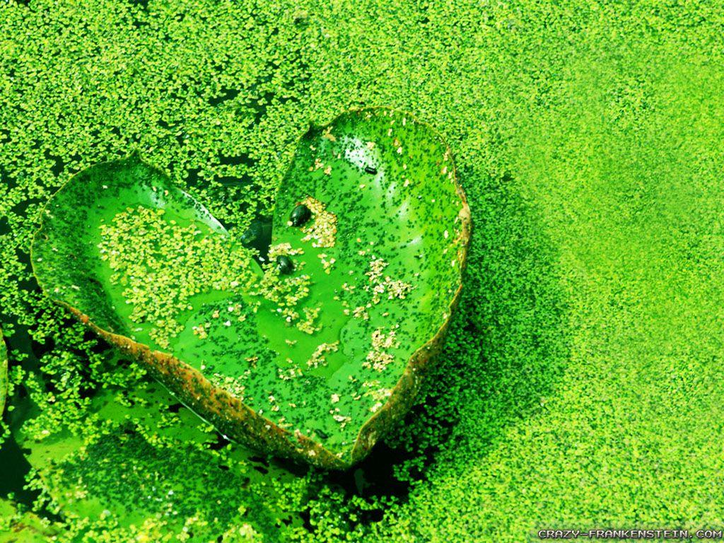 Wallpaper HD Widescreen Background Love On Natural Image Of Mobile