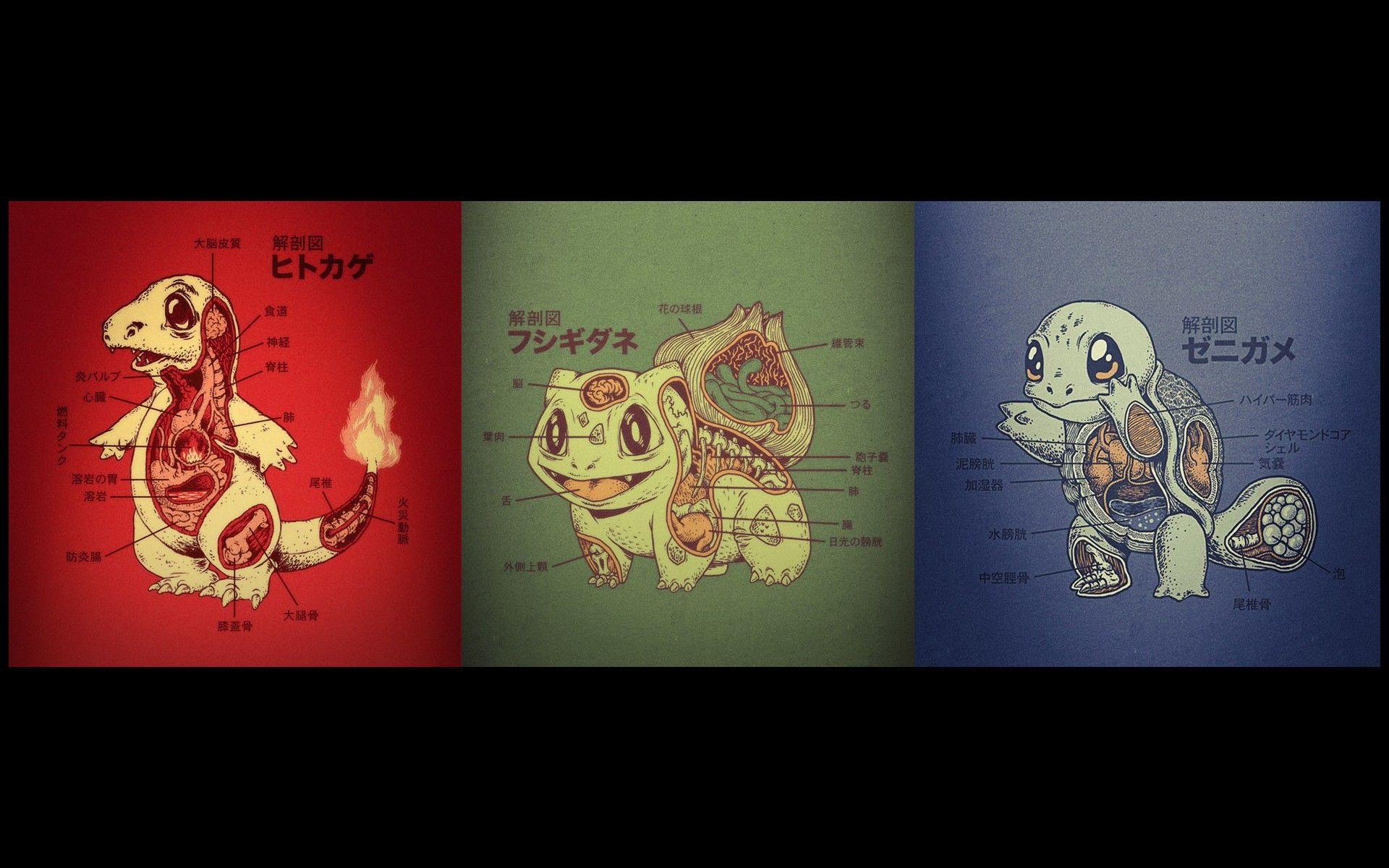 Squirtle, Bulbasaur, Charmander, anatomy wallpaper and image