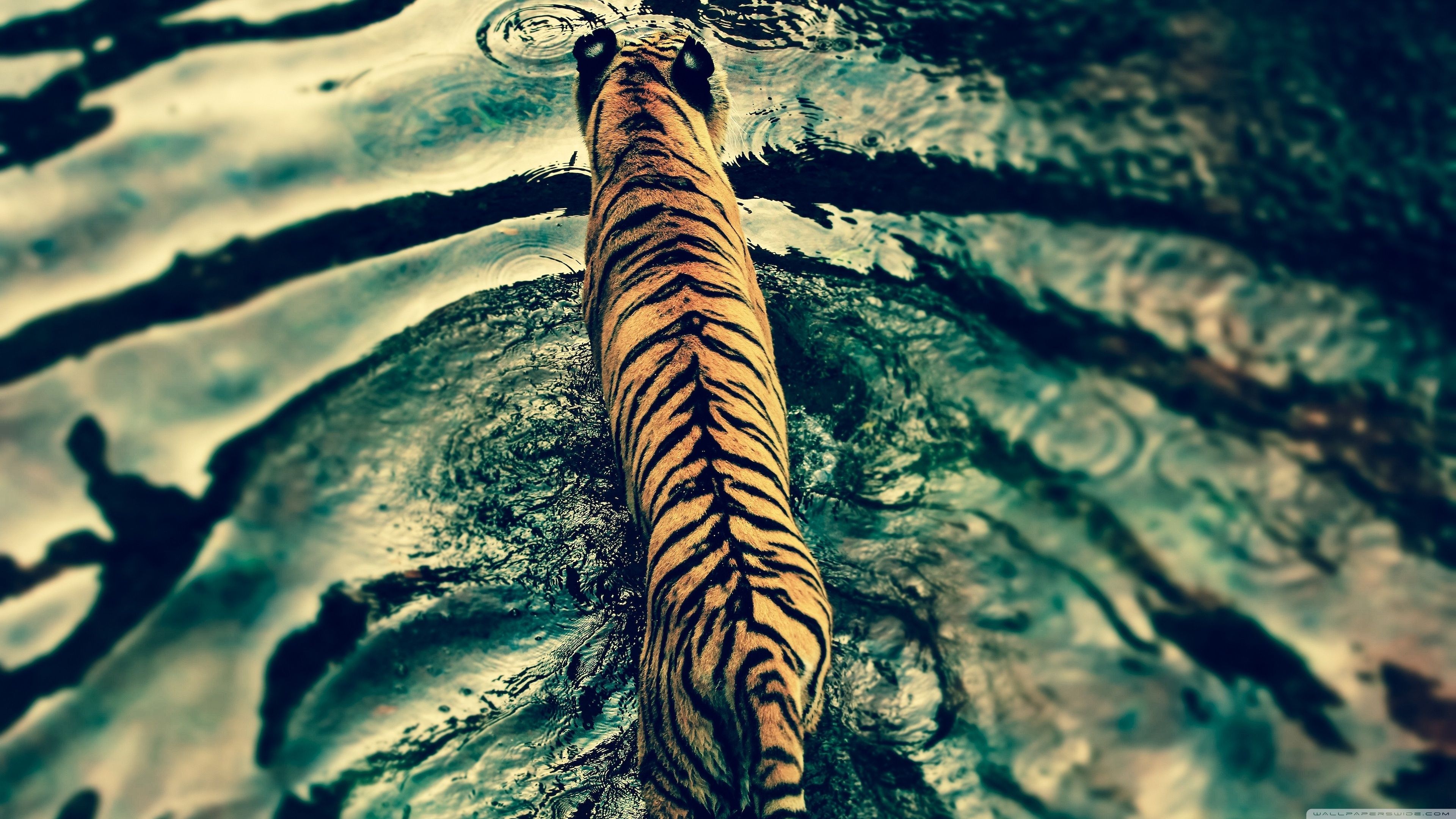 Tiger In Water Ultra HD Desktop Background Wallpaper for 4K