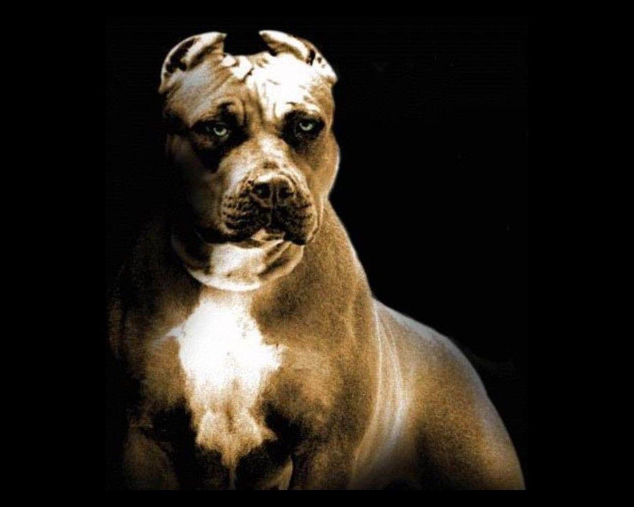 American Pit Bull Terrier Wallpaper HD Download
