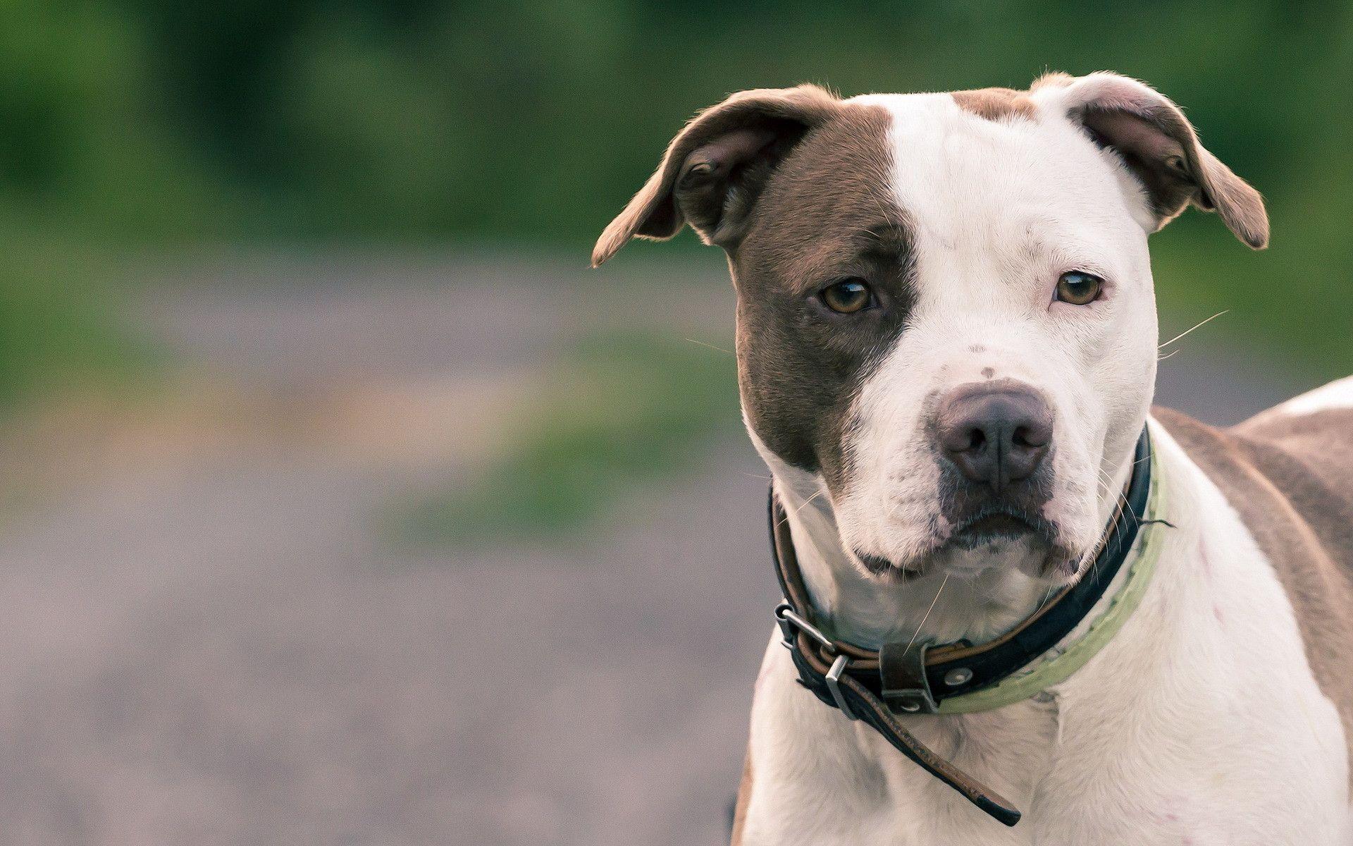 Pit Bull Terrier HD Wallpaper
