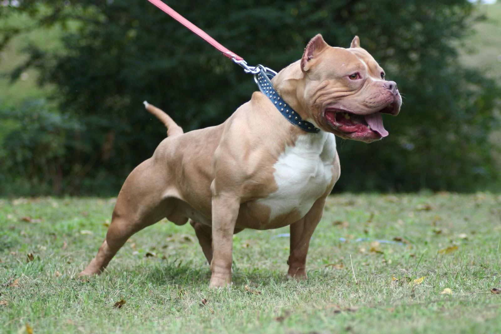 Cool High Quality Wallpaper's Collection: American Pitbull Dog