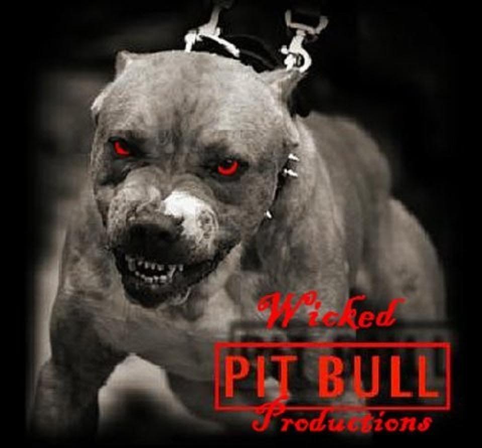 American Pitbull Wallpaper Wallpaper. HD Wallpaper