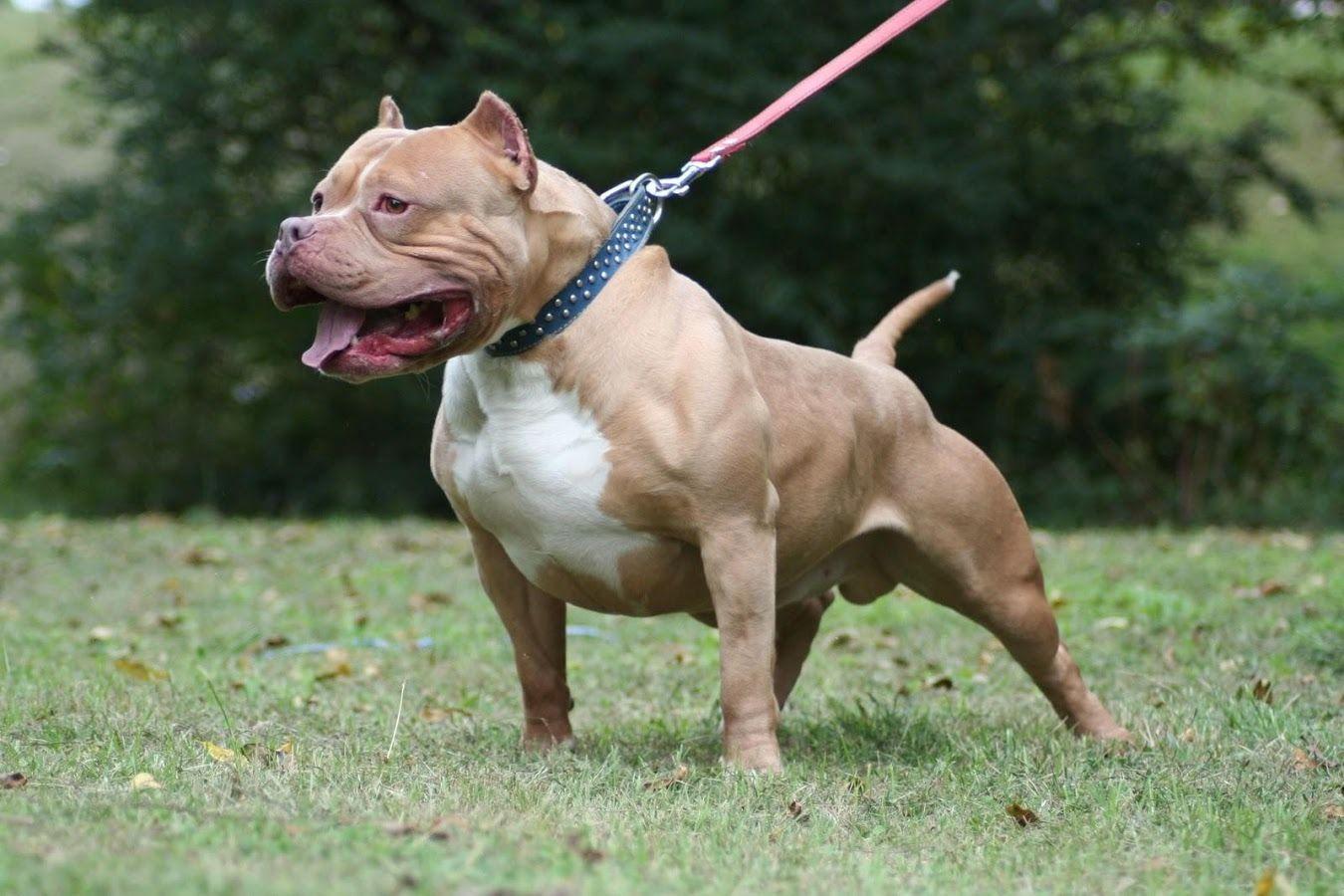 Pitbull Wallpaper HD