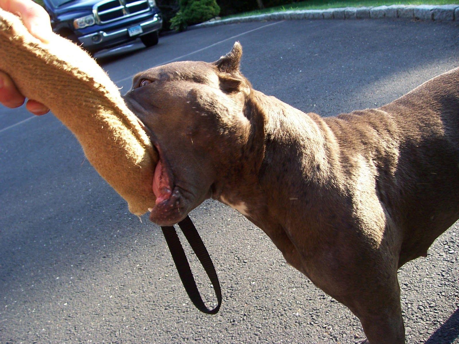 All Wallpaper: American Pitbull Dogs HD Wallpaper 2013